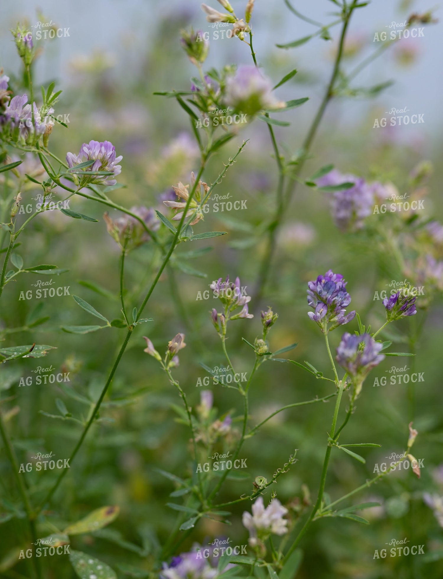 Flowering Alfalfa 185241