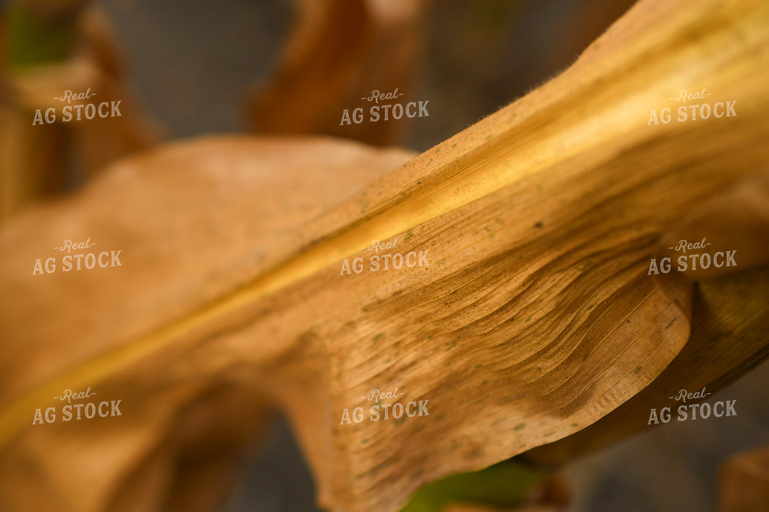 Dried Corn Leaf 191236