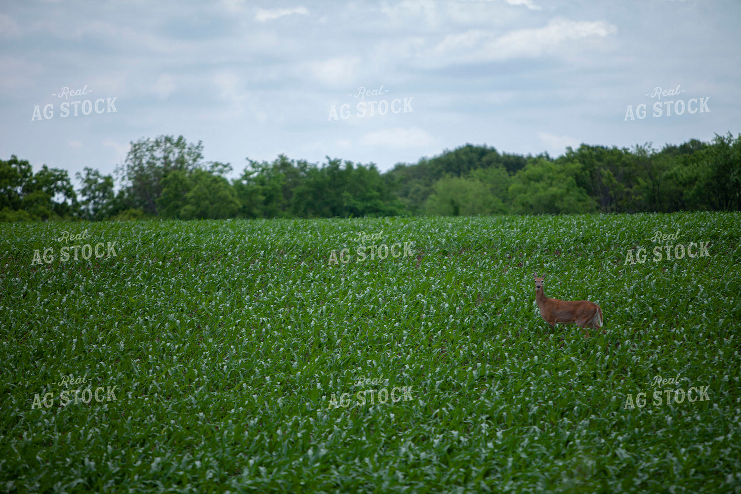 Rural 2040