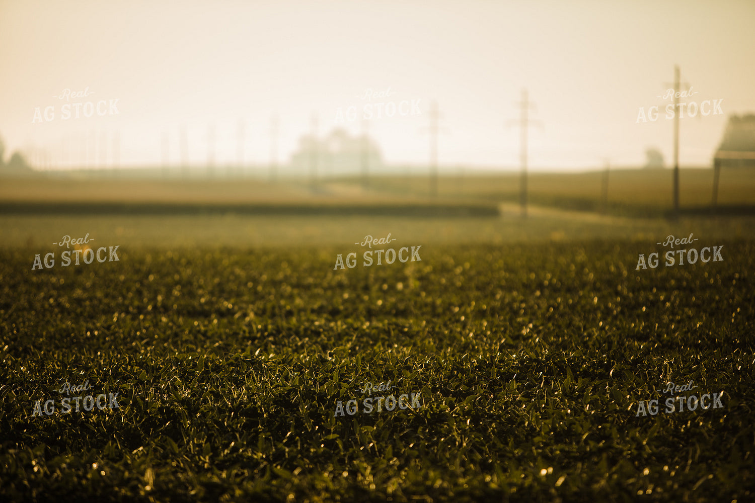 Soybean Field at Sunrise 3277