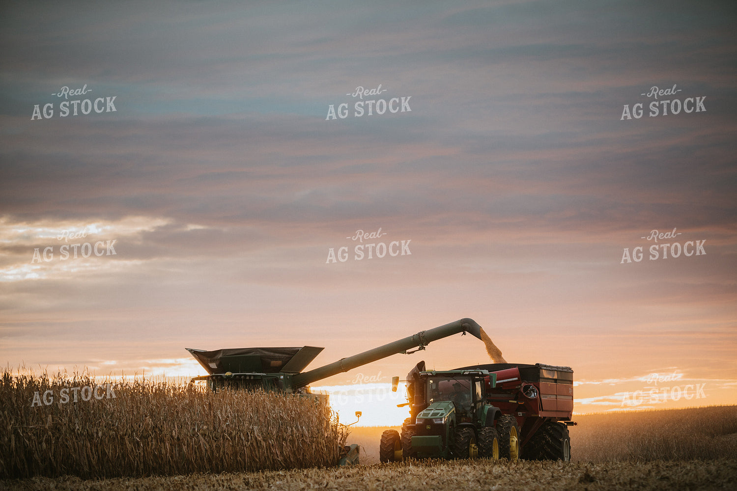 Corn Harvest 6923