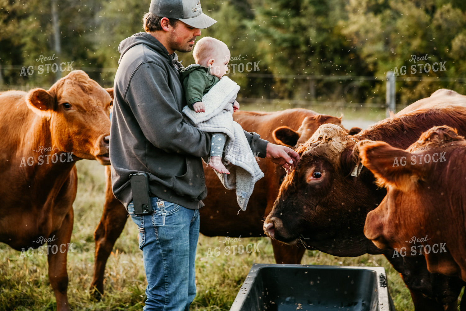 Rancher with Baby and Cattle in Pasture 64157