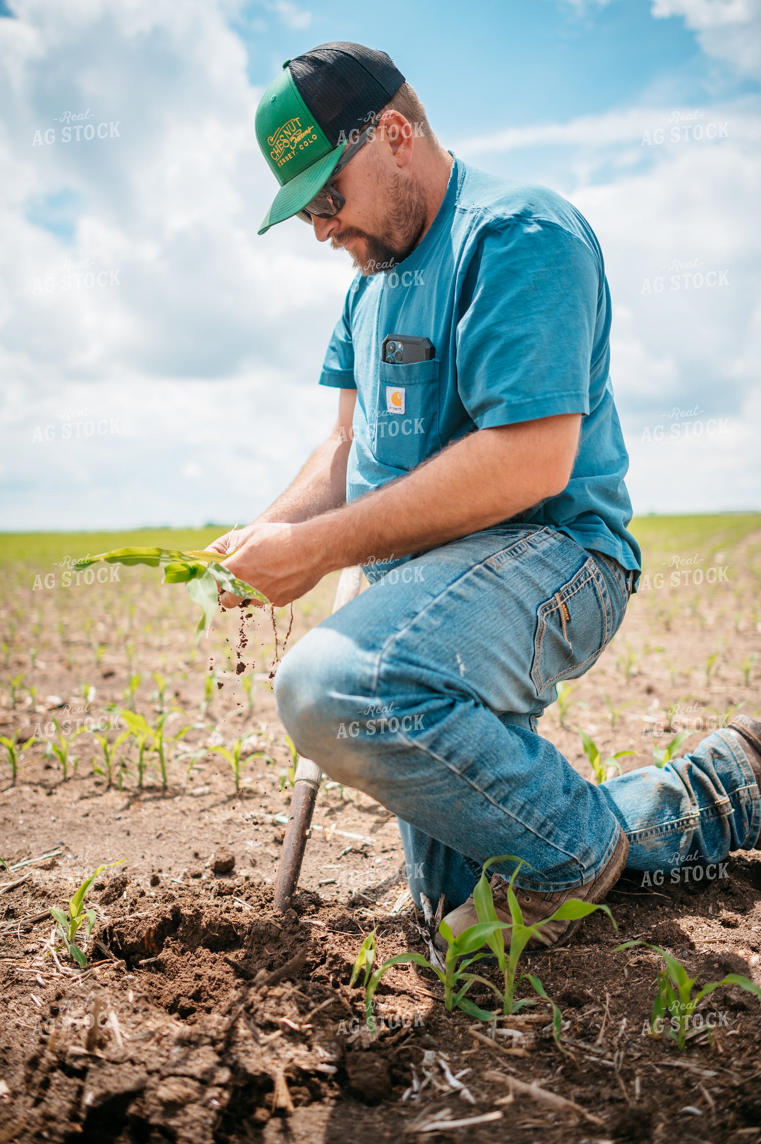 Farmer Checks Root System of Early Growth Corn in Field 56679