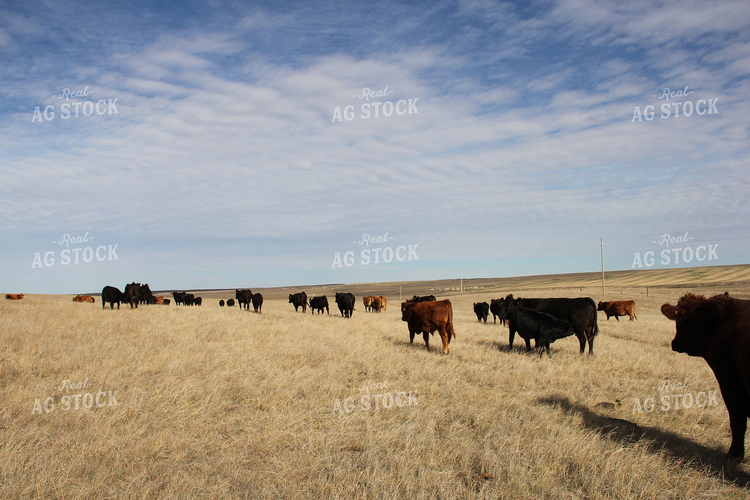 Cattle Roaming Pasture 95007