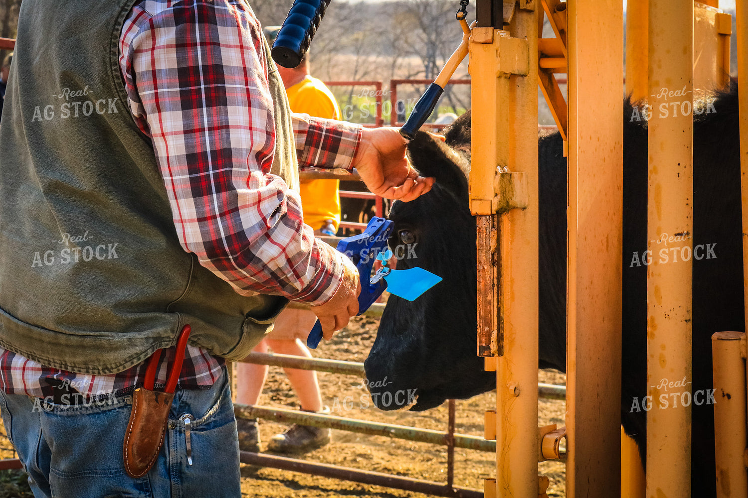 Tagging Cattle 214011