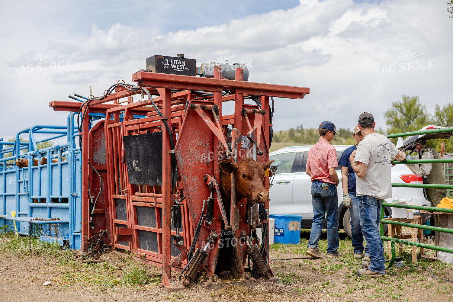 Cattle in Squeeze Chute 97200
