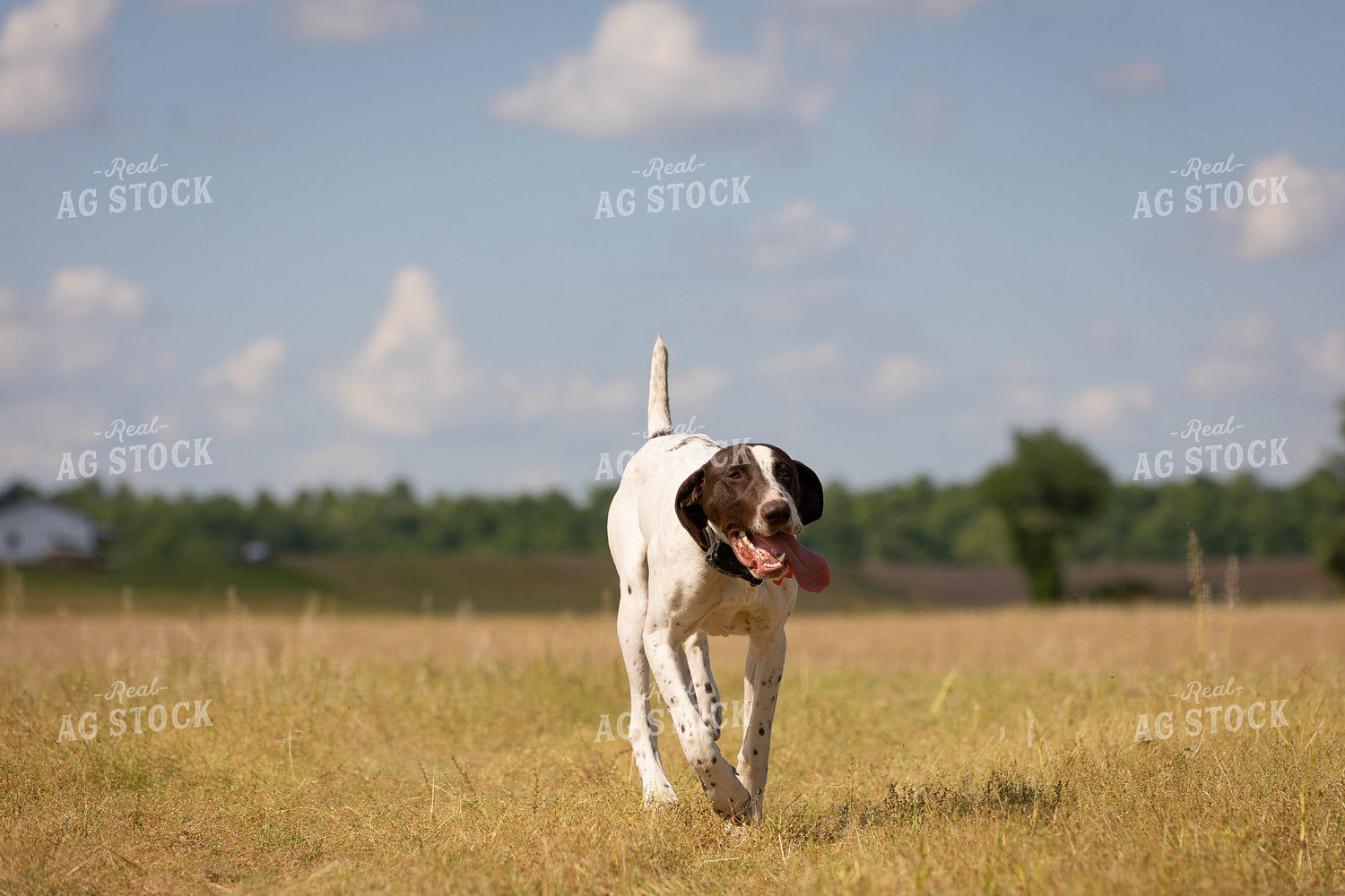 Farm Dog 52379