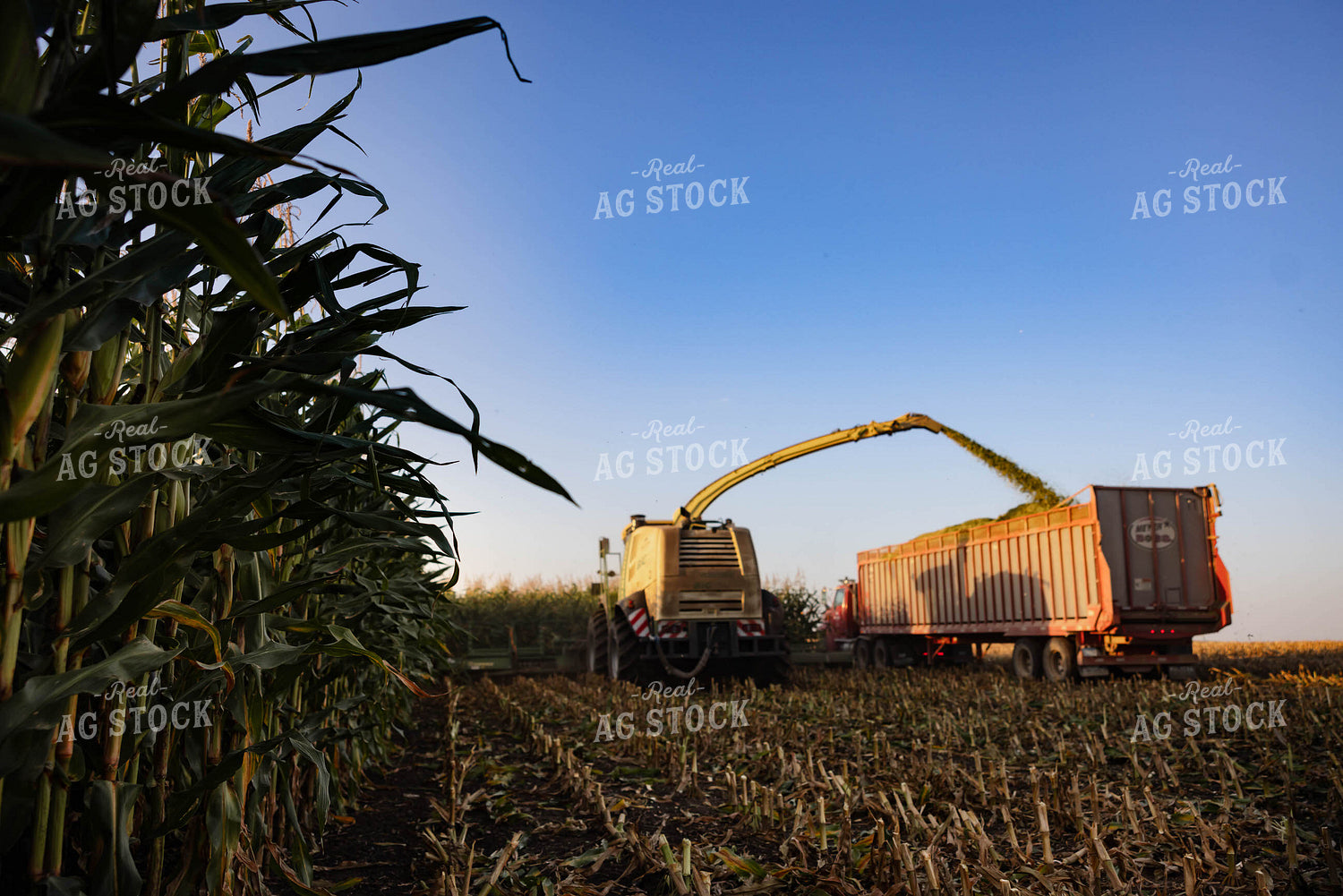 Chopping Corn Silage 152551