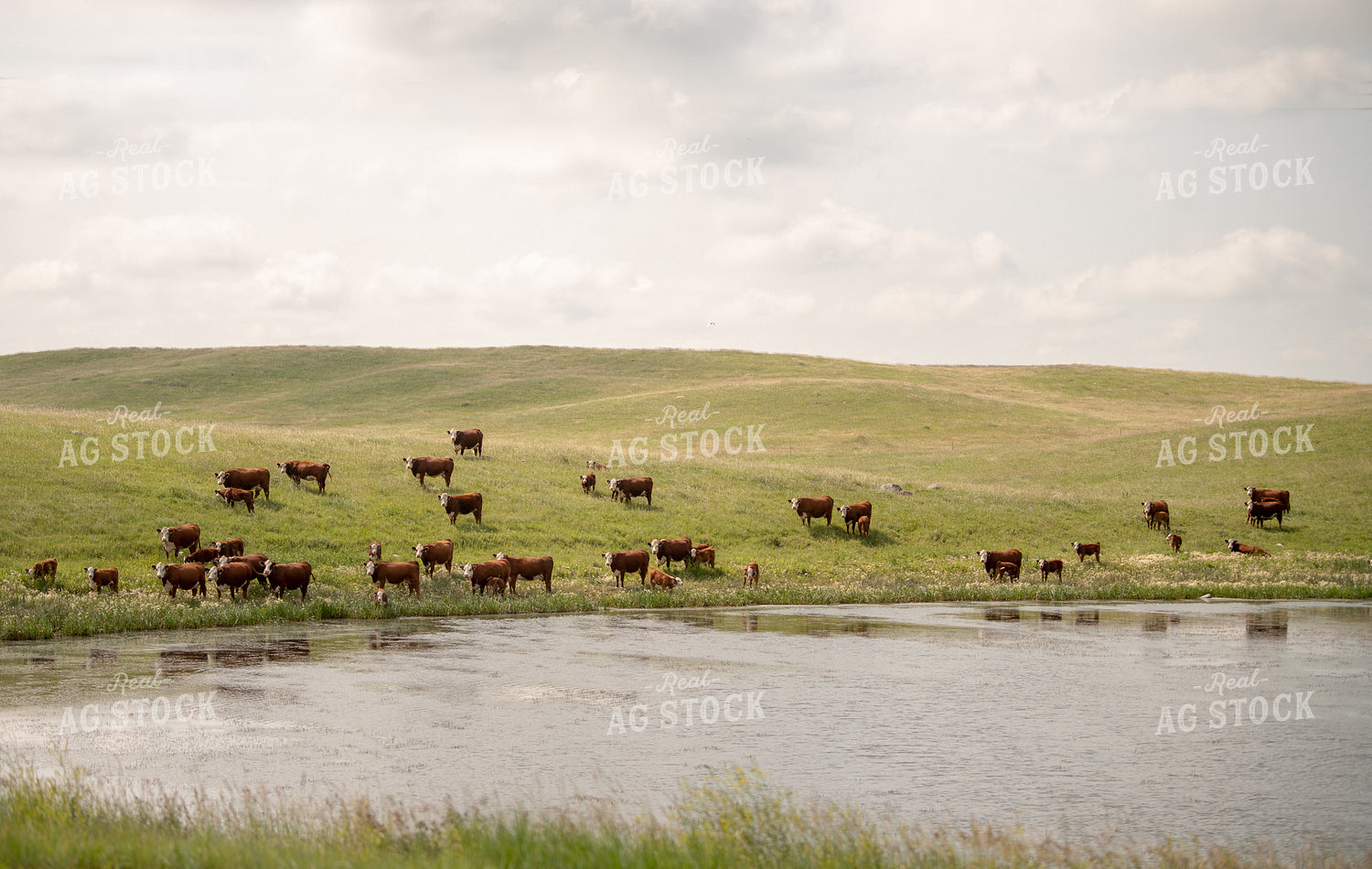Hereford Cattle on Pasture 212032
