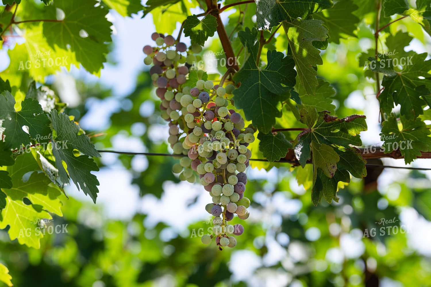 Vineyard Grape Production 107070