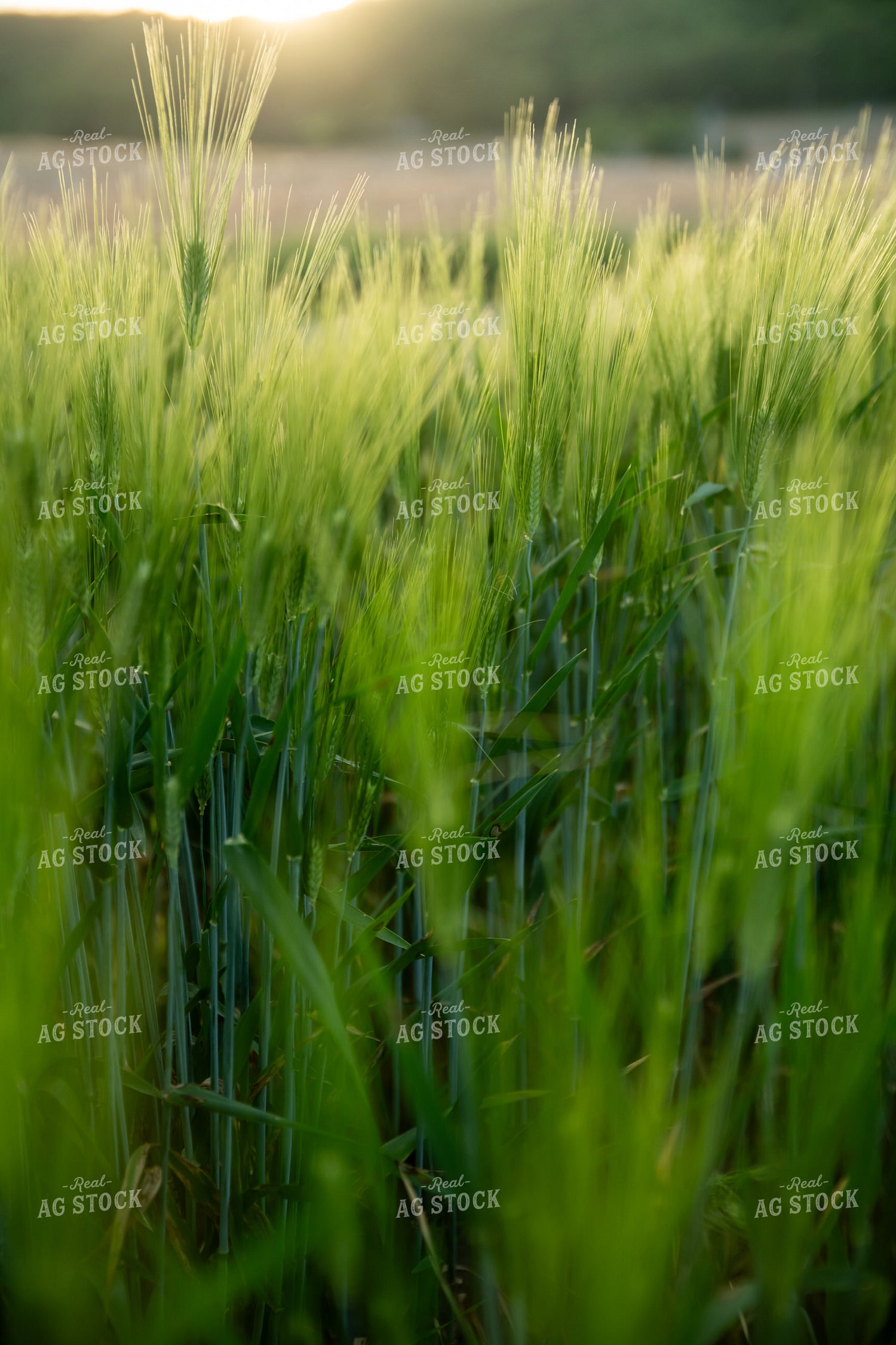 Barley Field 76584