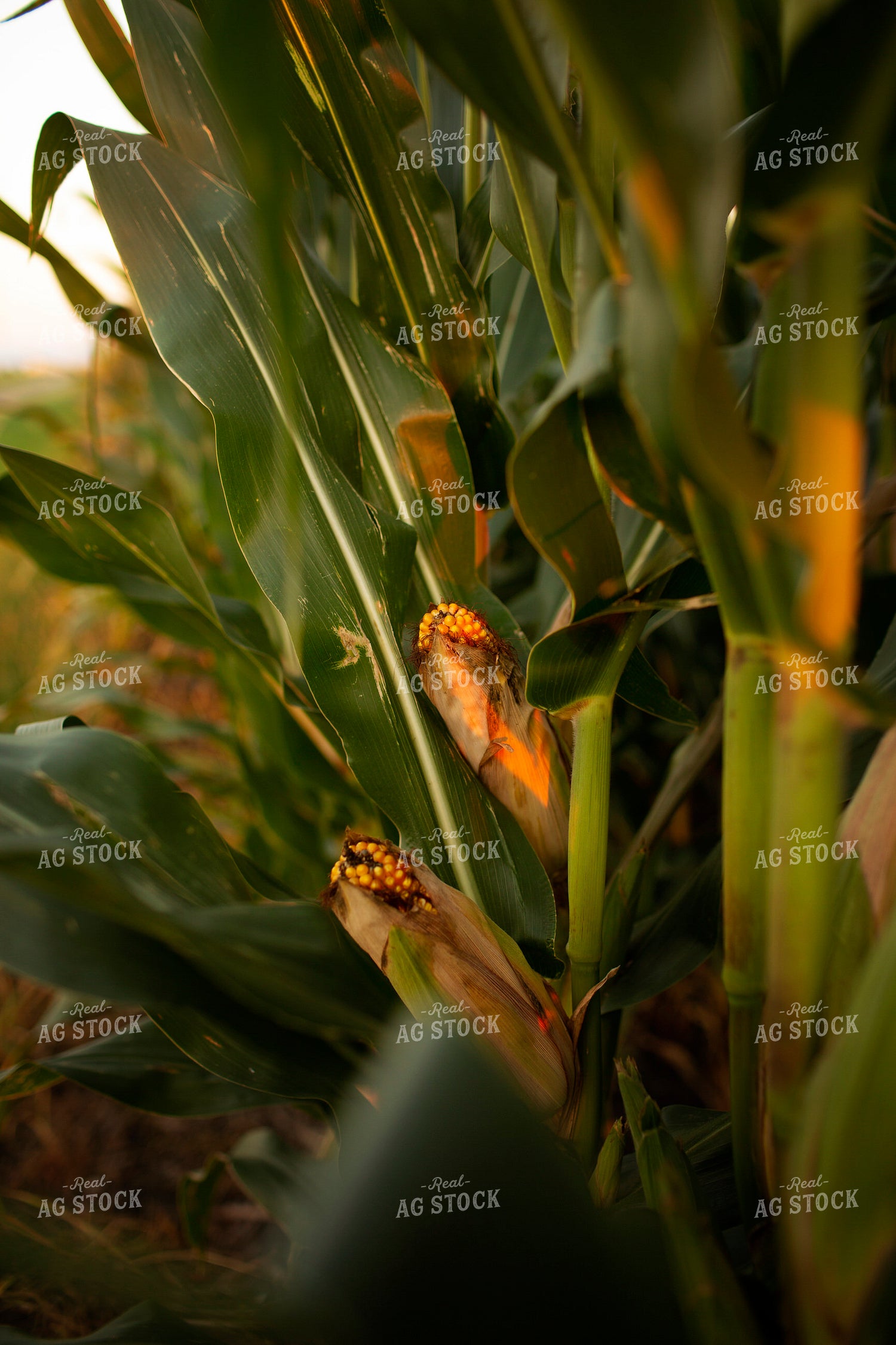 Corn - Mid-Season 2331