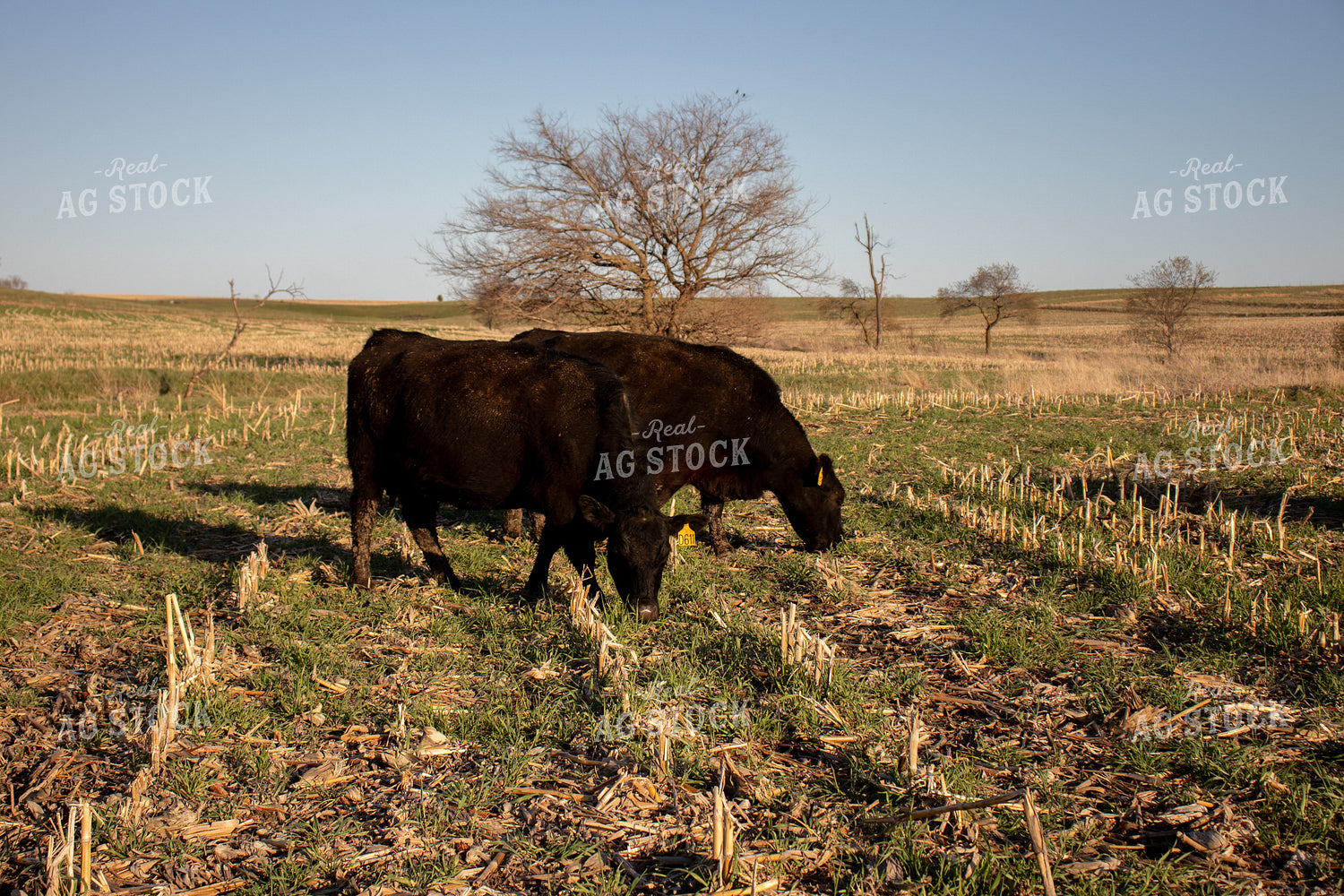 Angus Cattle Grazing on Cover Crops 67057