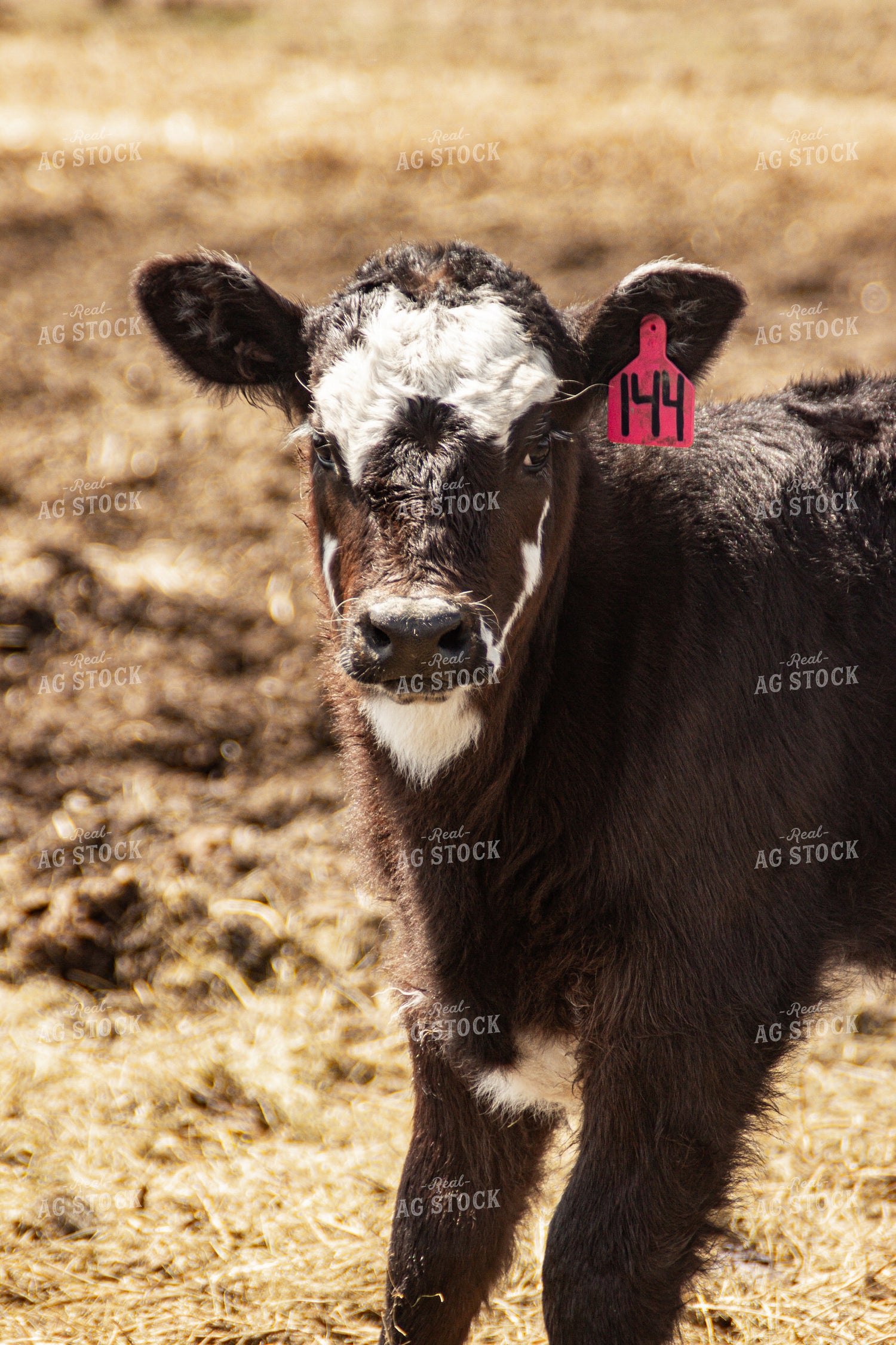 Angus Cross Calf 155169
