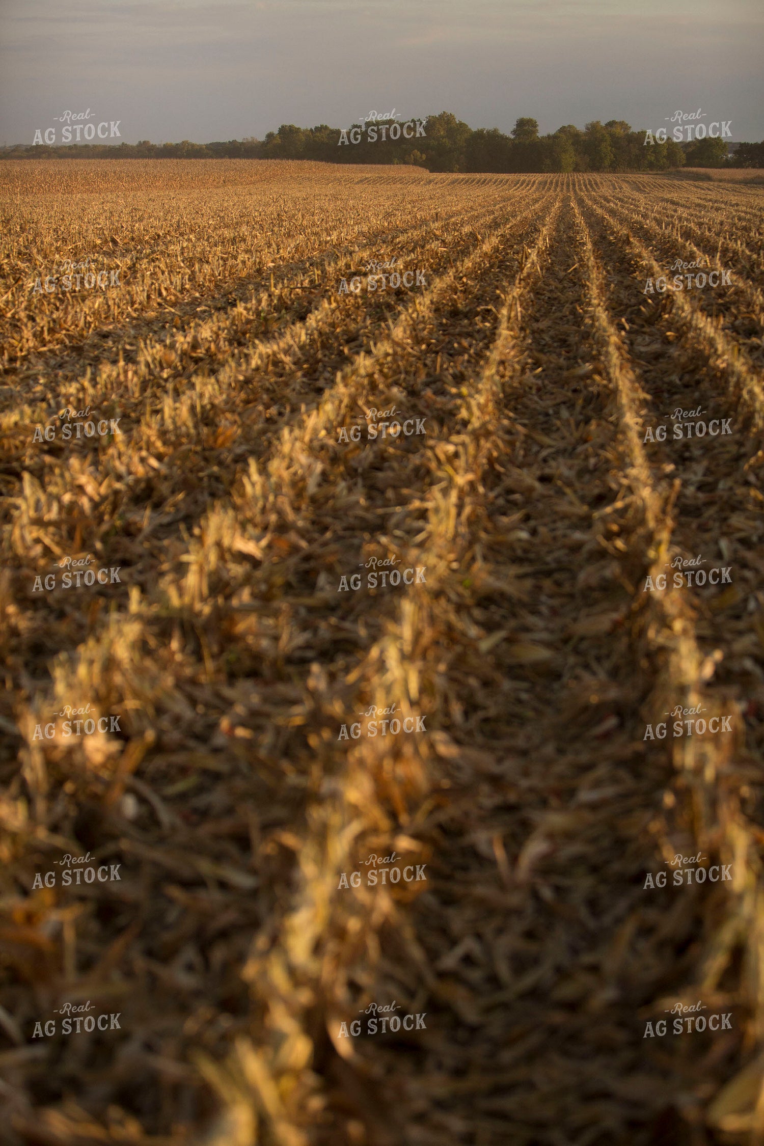 Corn - Dry 1317