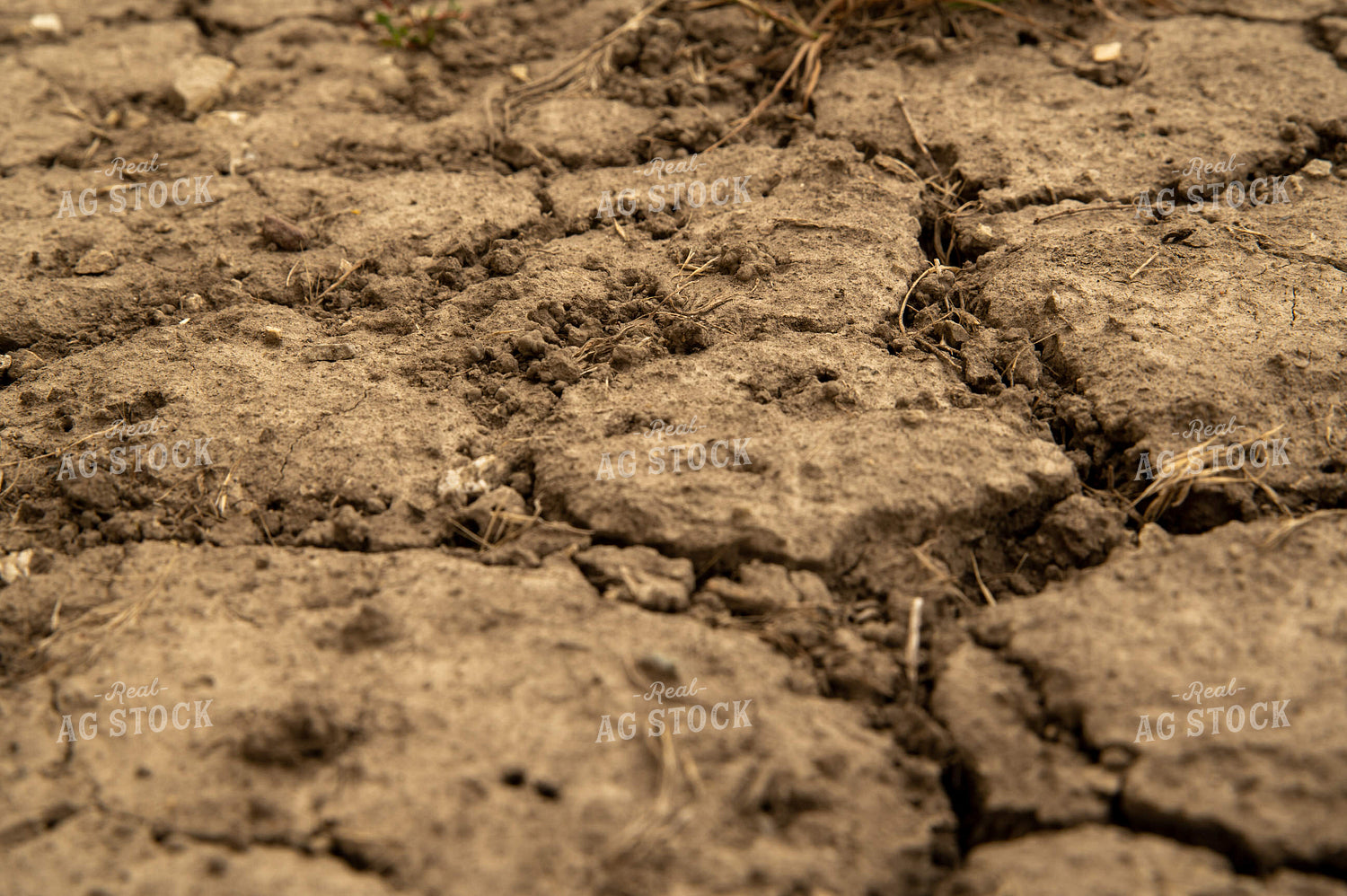 Dry Soil 25982