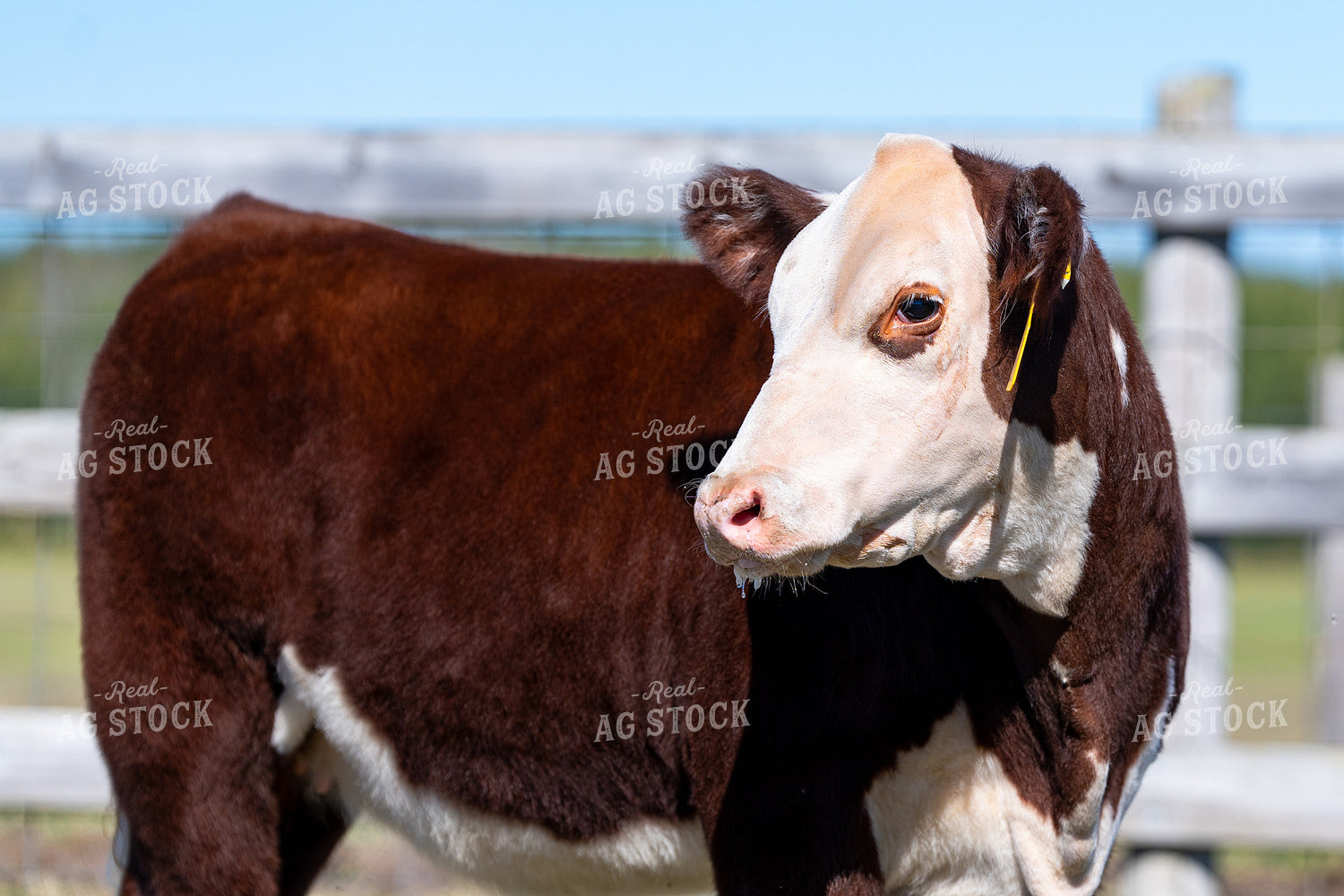 Show Cattle on Pasture 68256