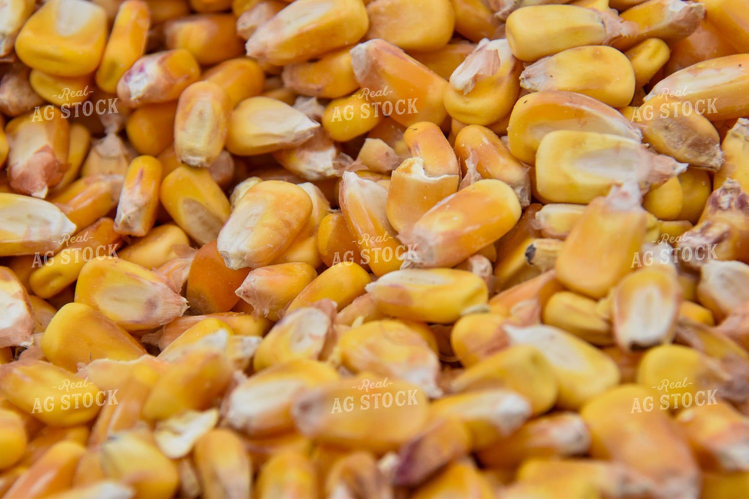 Harvested Corn 84208
