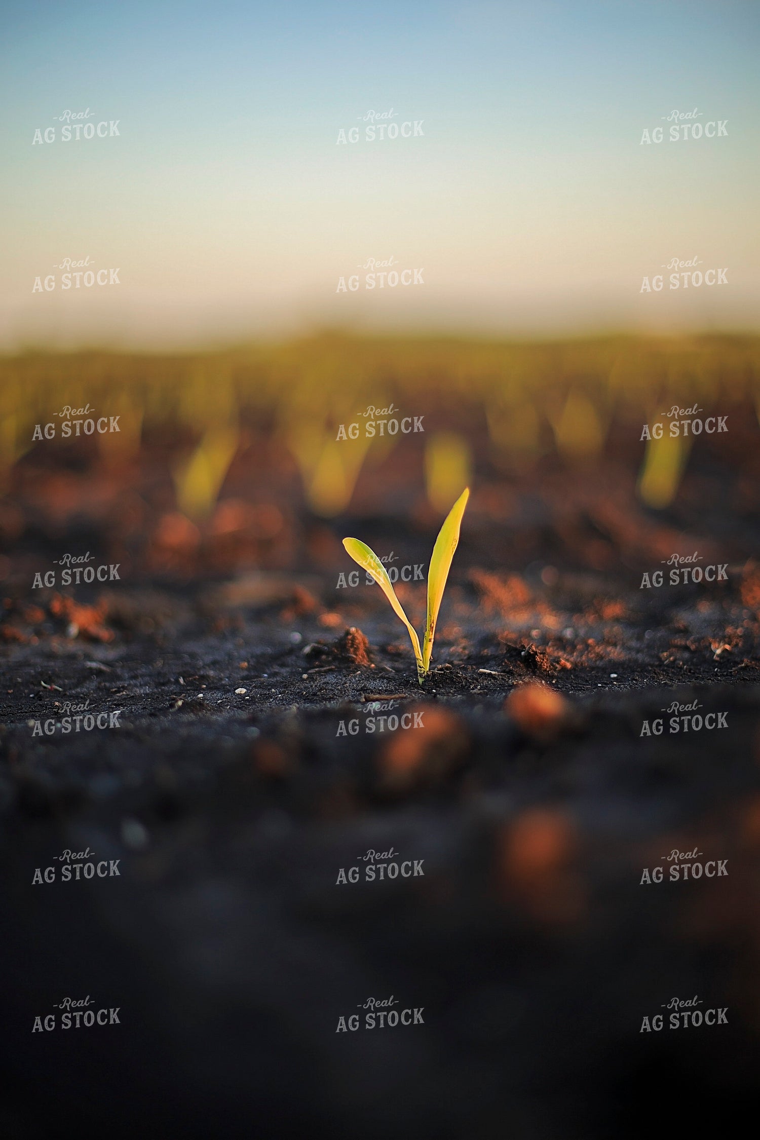 Spring Corn 93157