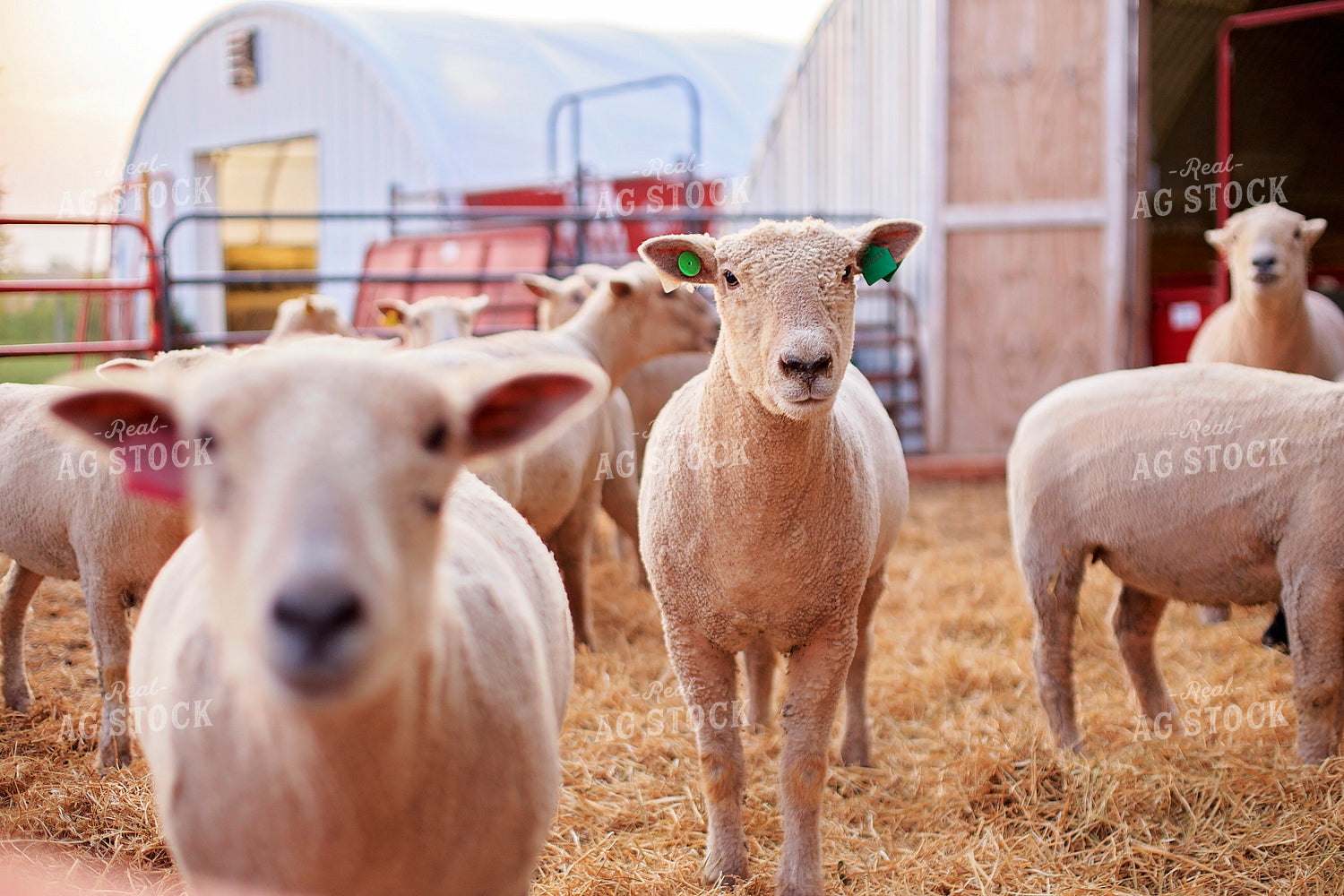 Sheep in Farmyard 93183