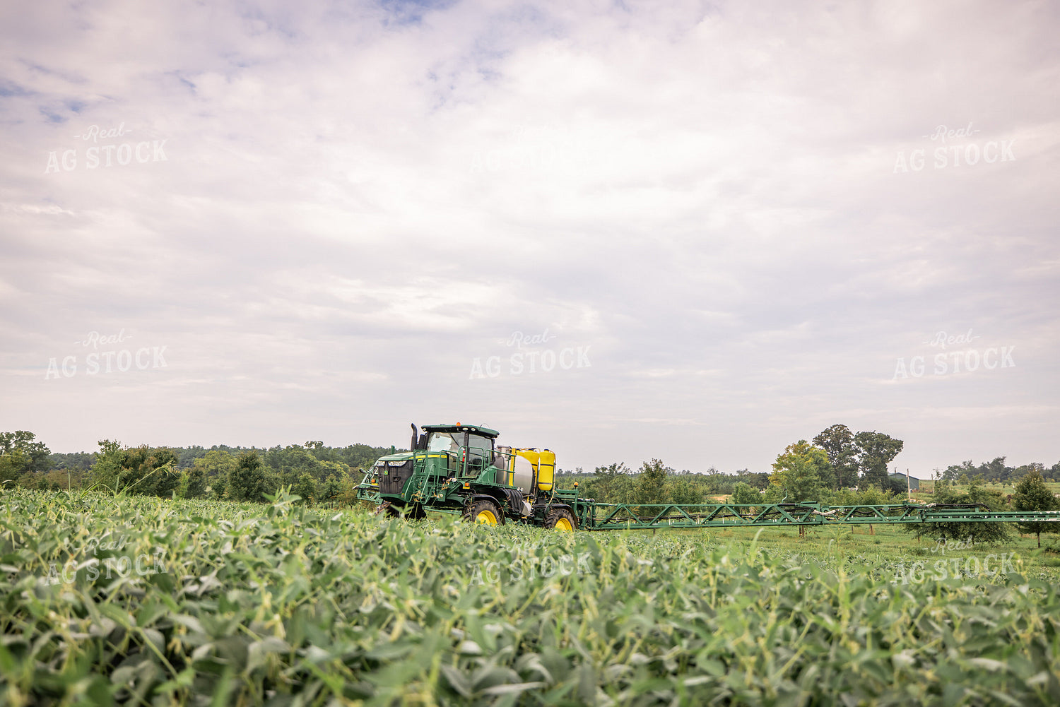 Spraying Beans 270312