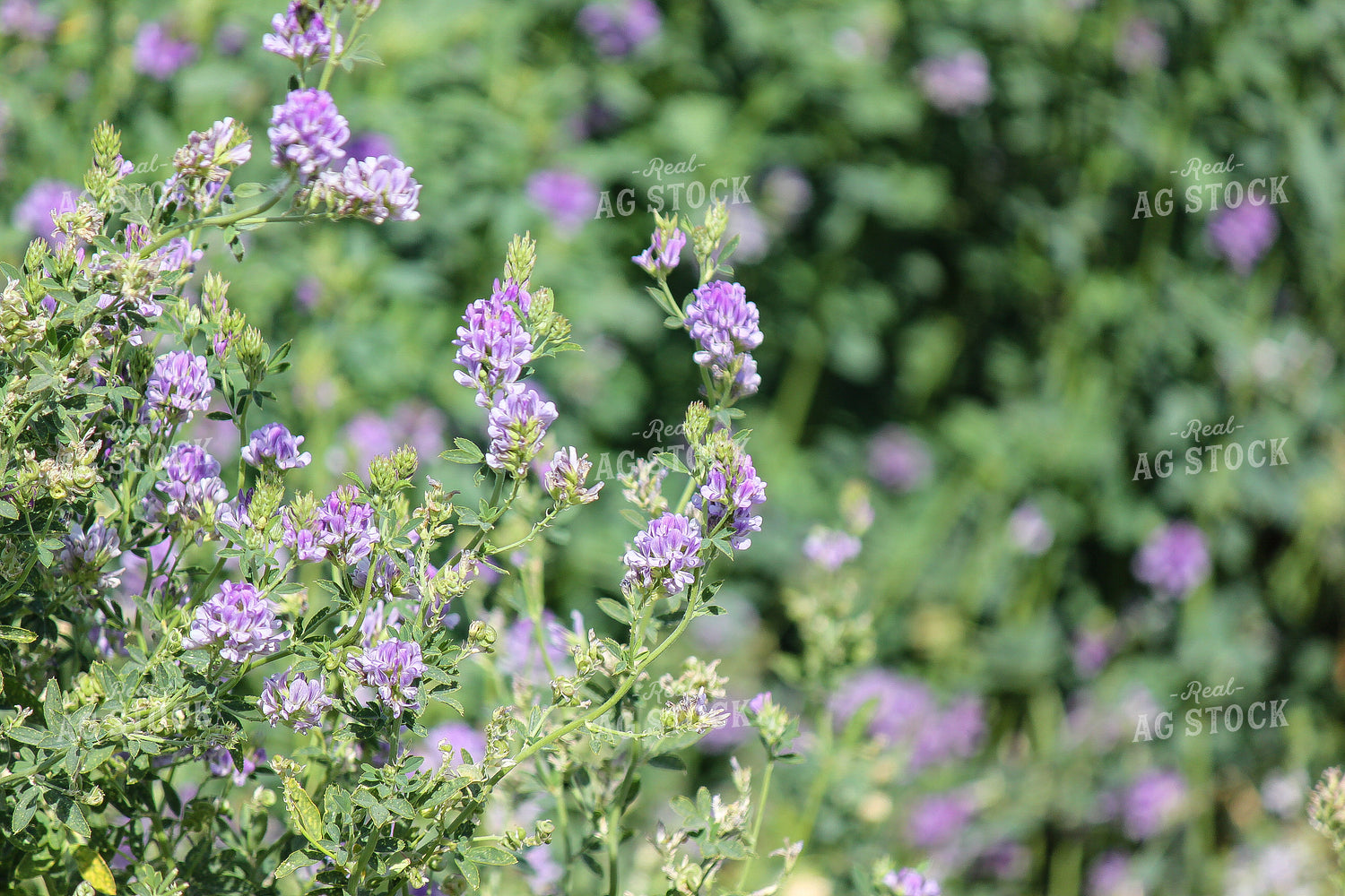 Alfalfa 188003