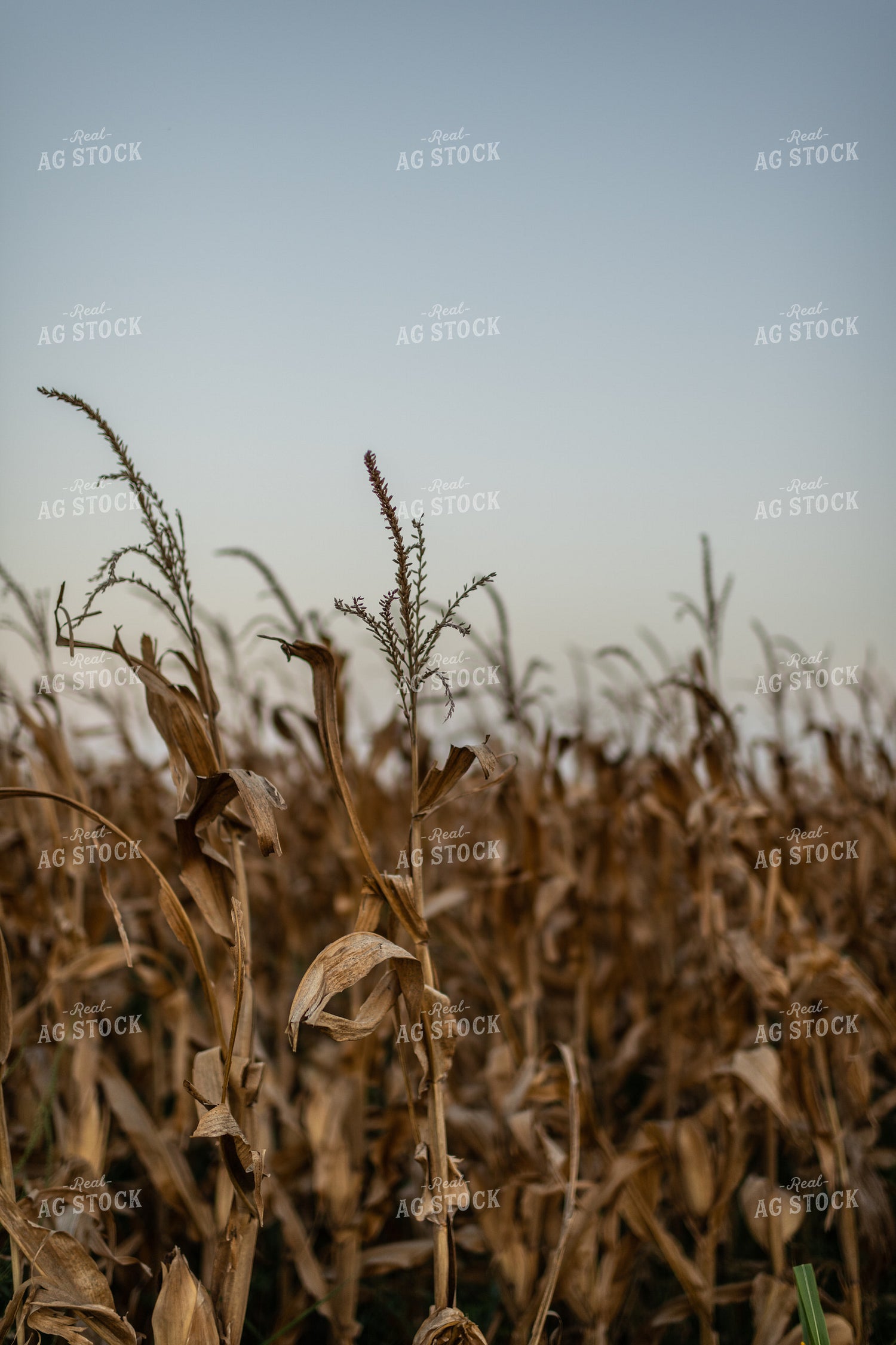 Dried Corn Field 59087