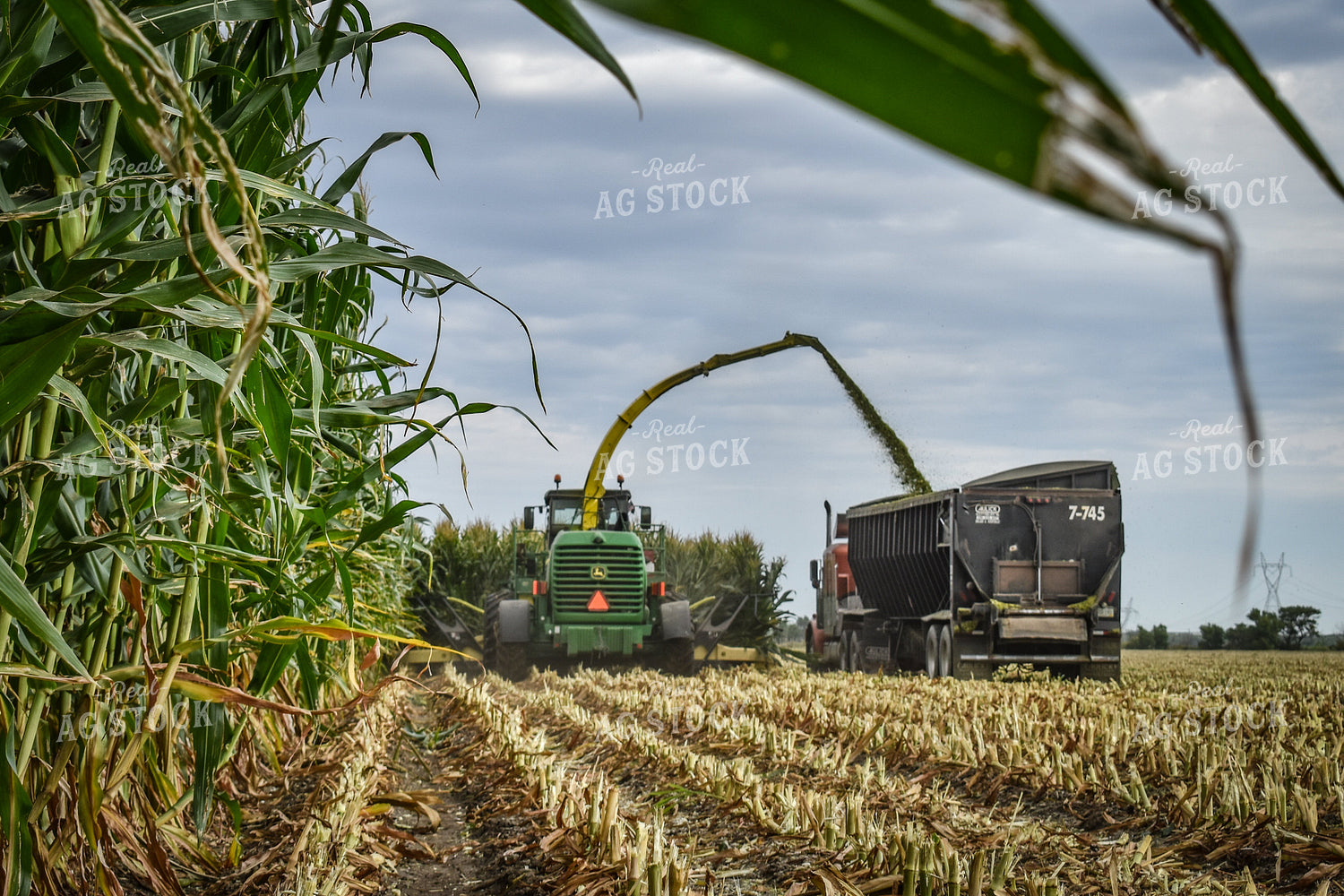 Silage Harvest 56232