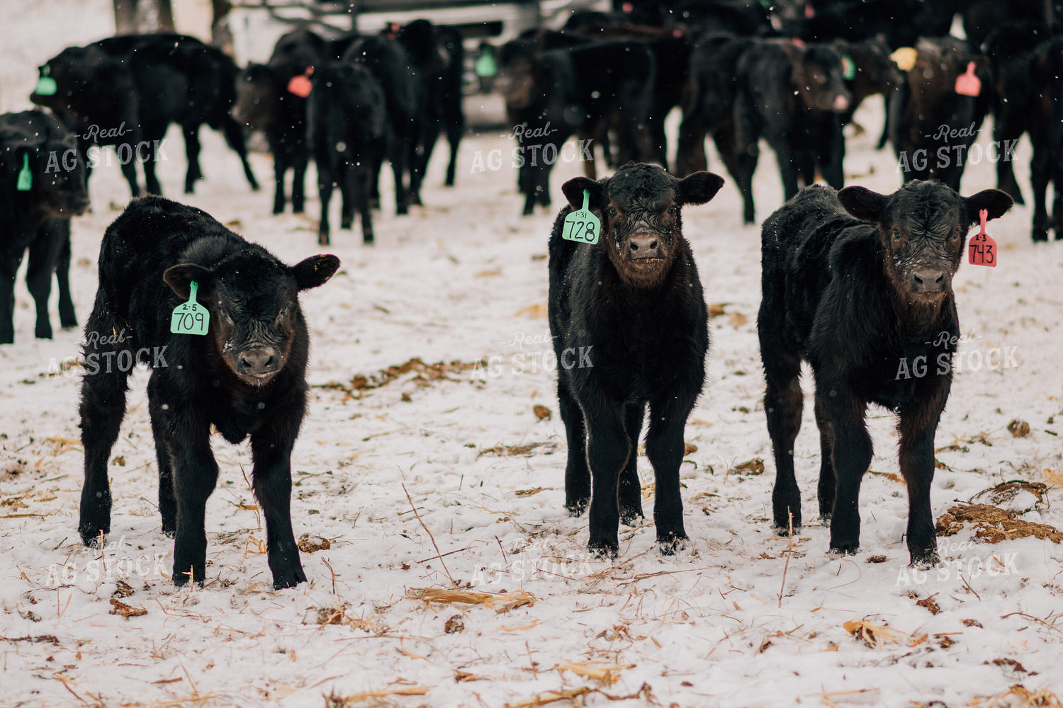 Winter Calves in Snow 53092