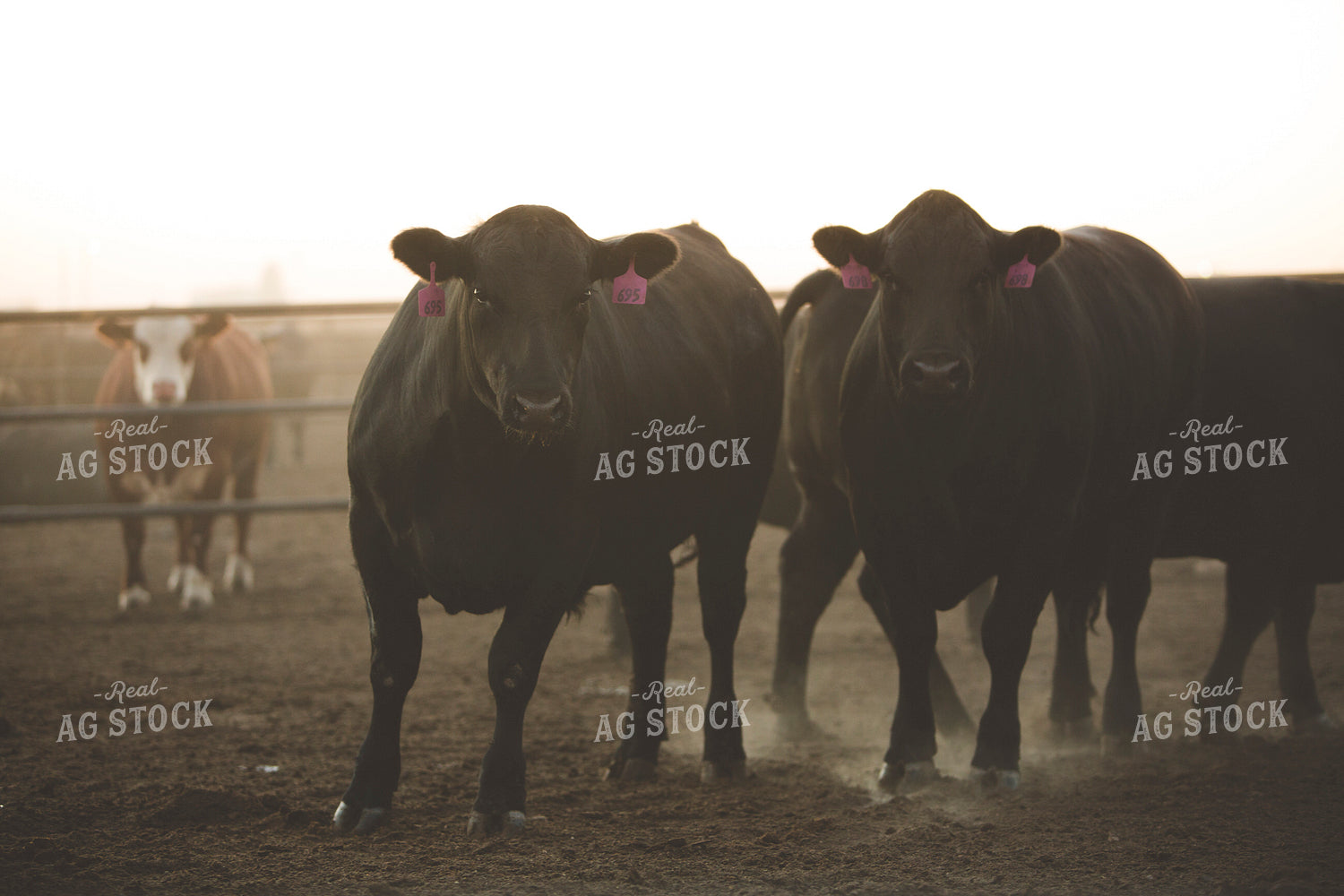 Feedyard Cattle 3900