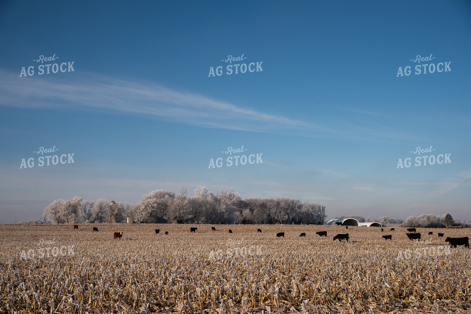 Cattle in Corn Stalks 76055