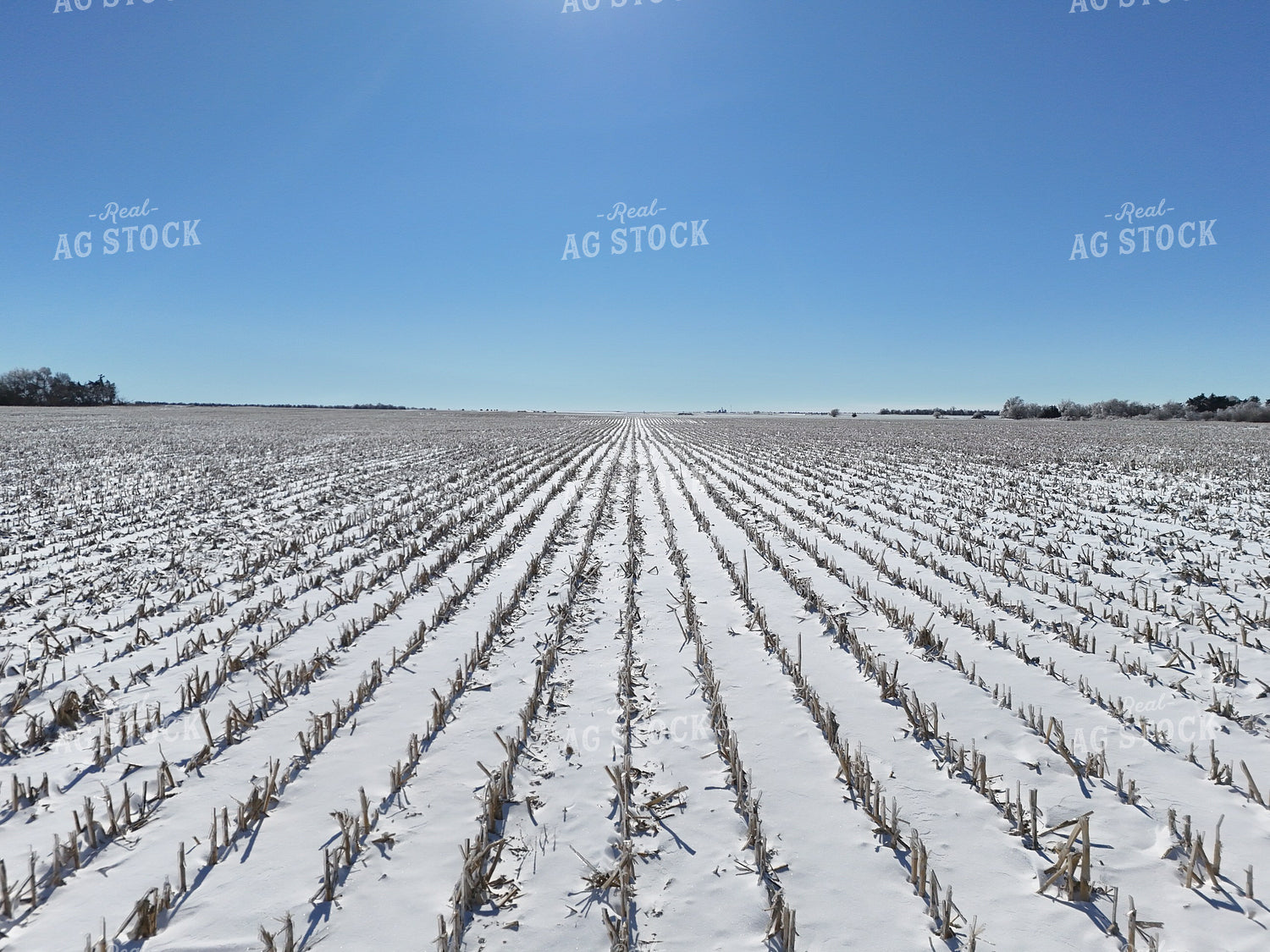 Snow Covered Corn Field 239092