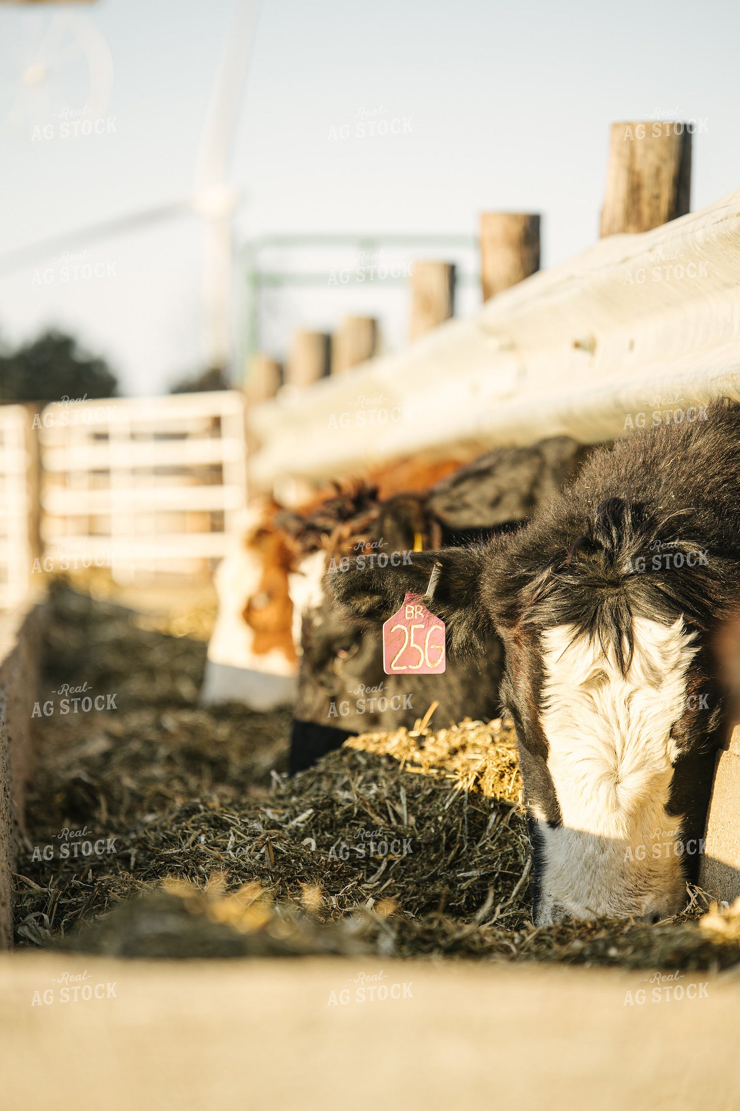 Cattle Eating Out of Feedbunk 70117