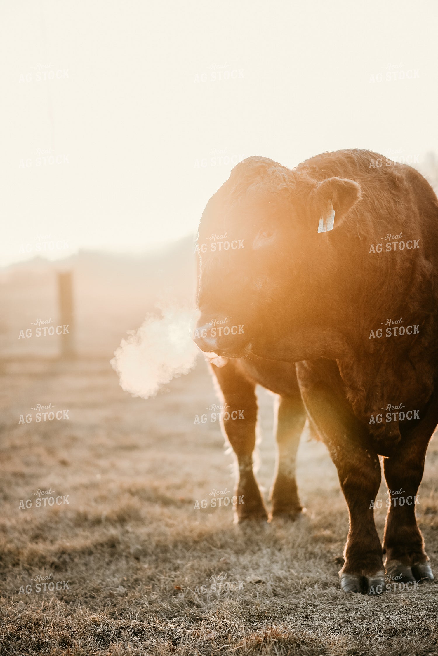 Black Angus Cow with Fence in Background 64181