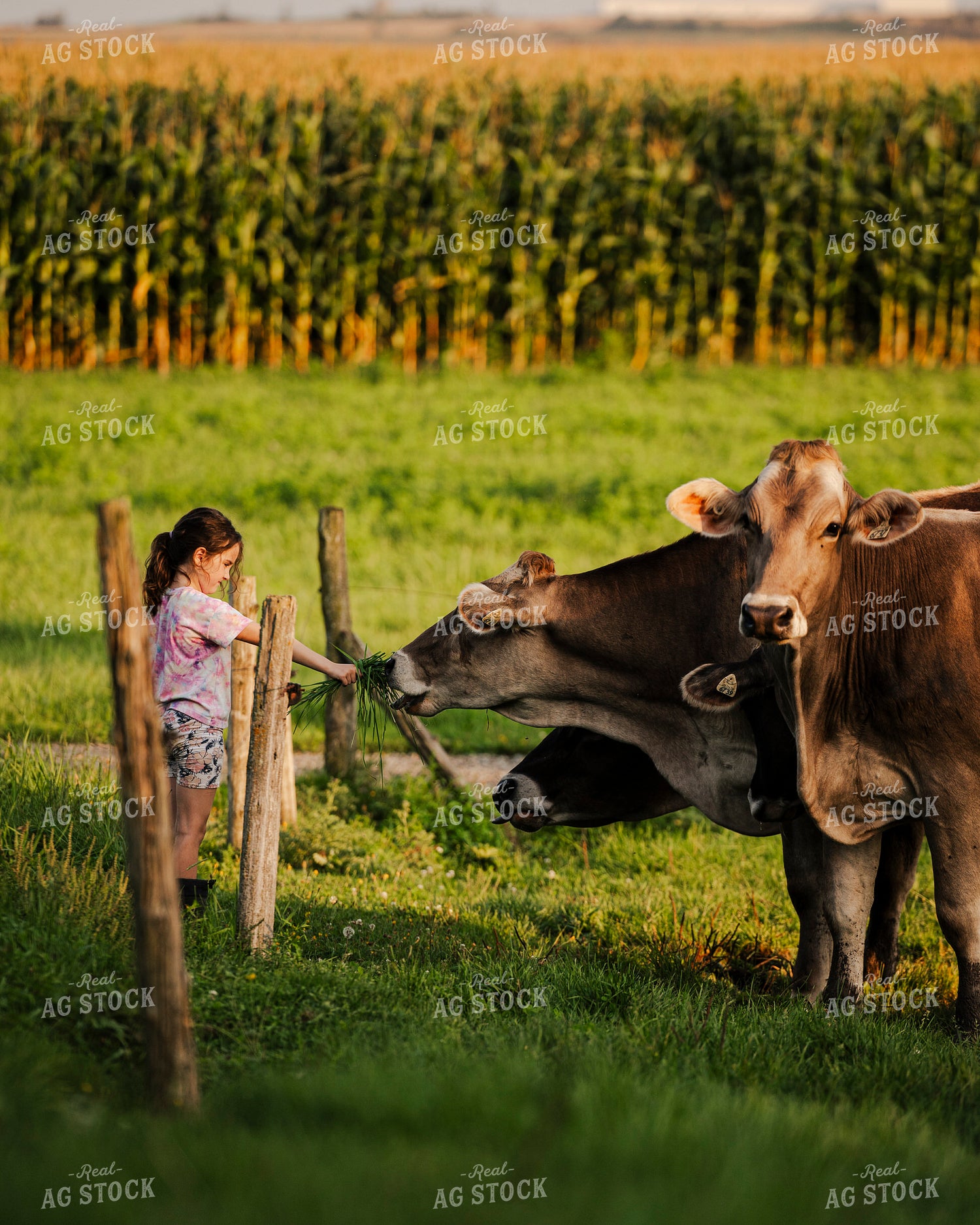 Farm Kid Feeding Brown Swiss Cattle 195043