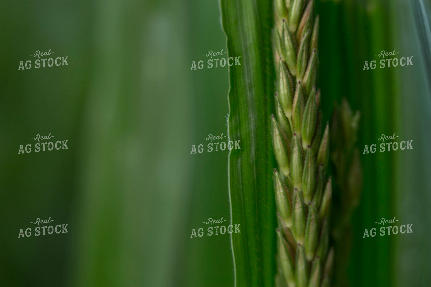 Corn - Mid-Season 1267