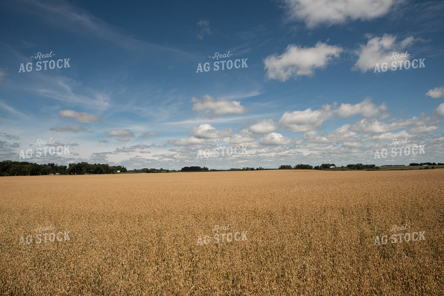 Dried Oats in Field 76075