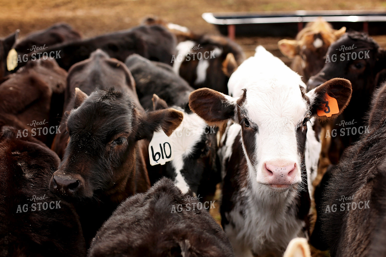 Cattle in Feedyard 127010