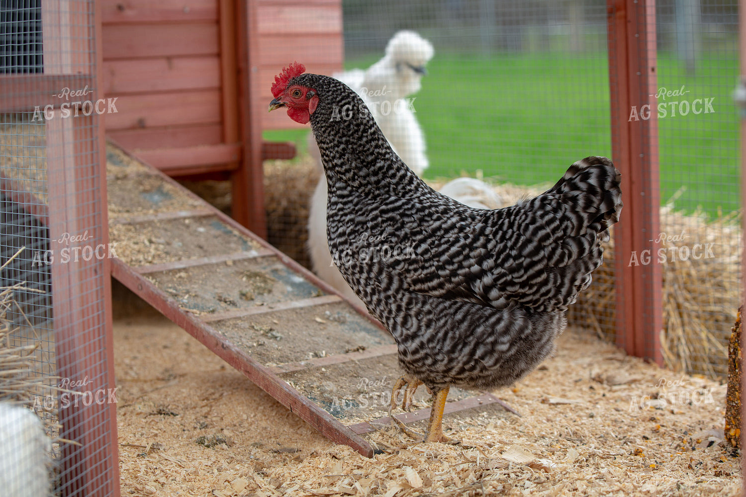 Chicken on Farmyard 90055