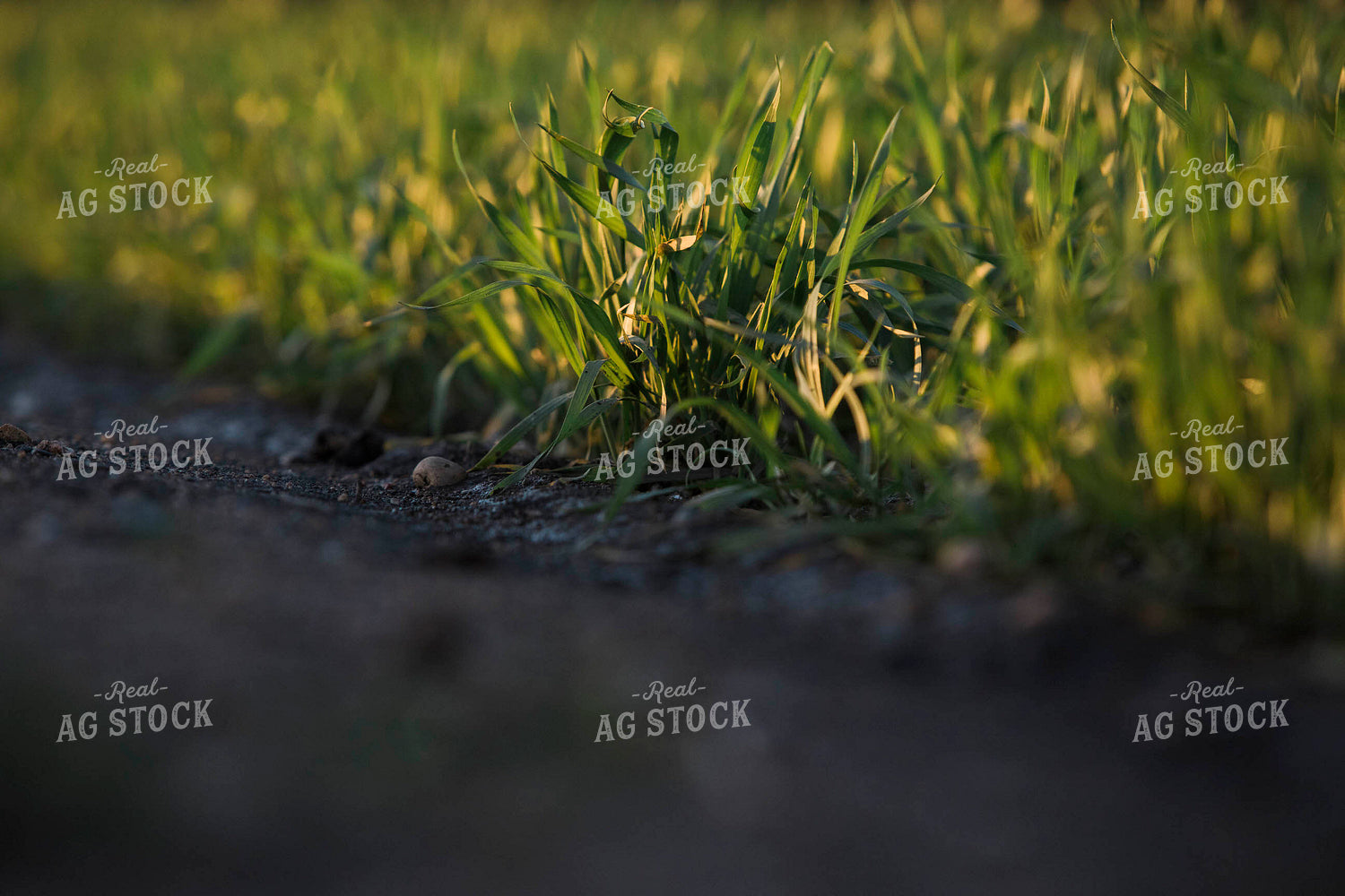 Up Close Wheat 5430