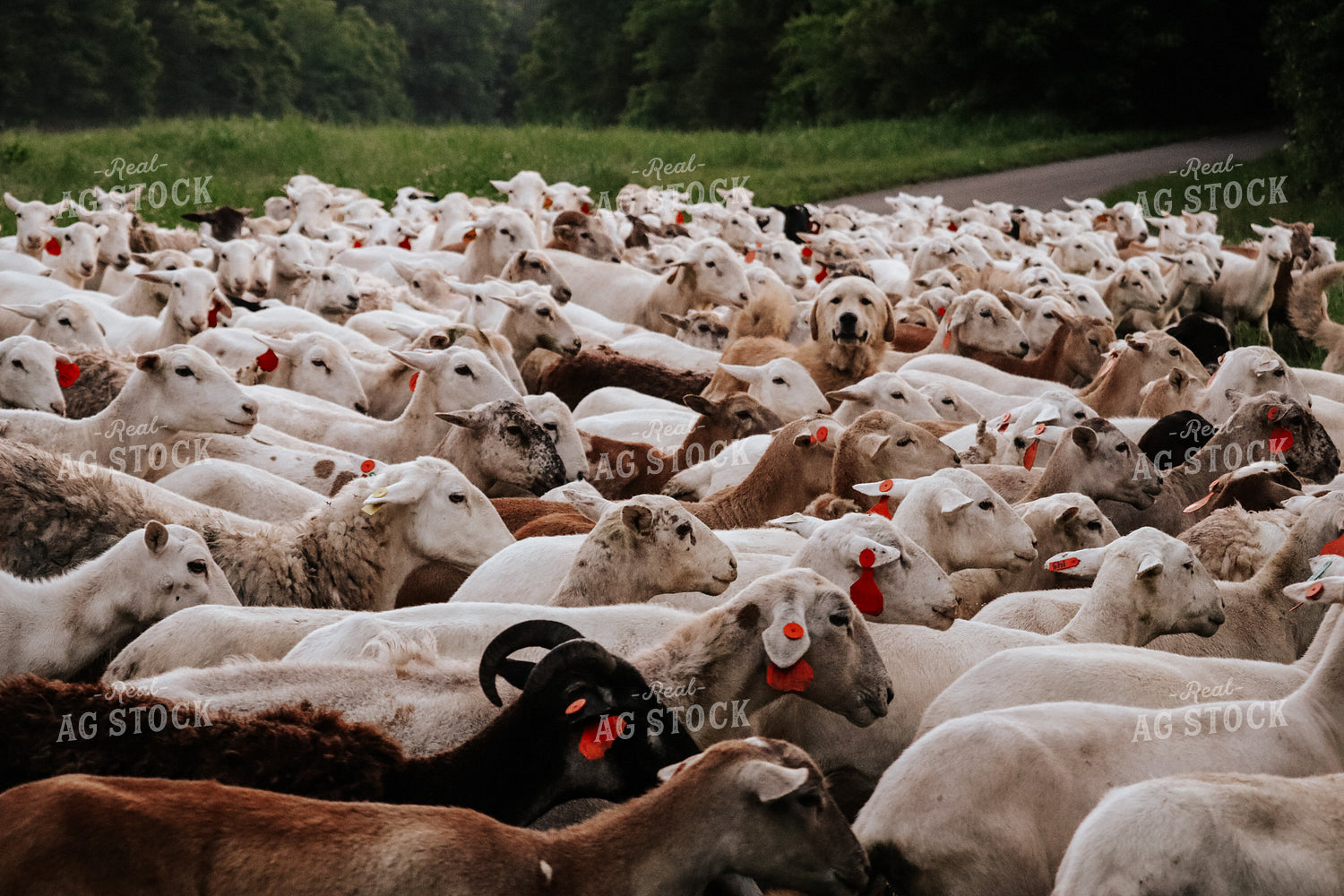 Farm Dog Herding Sheep 220010