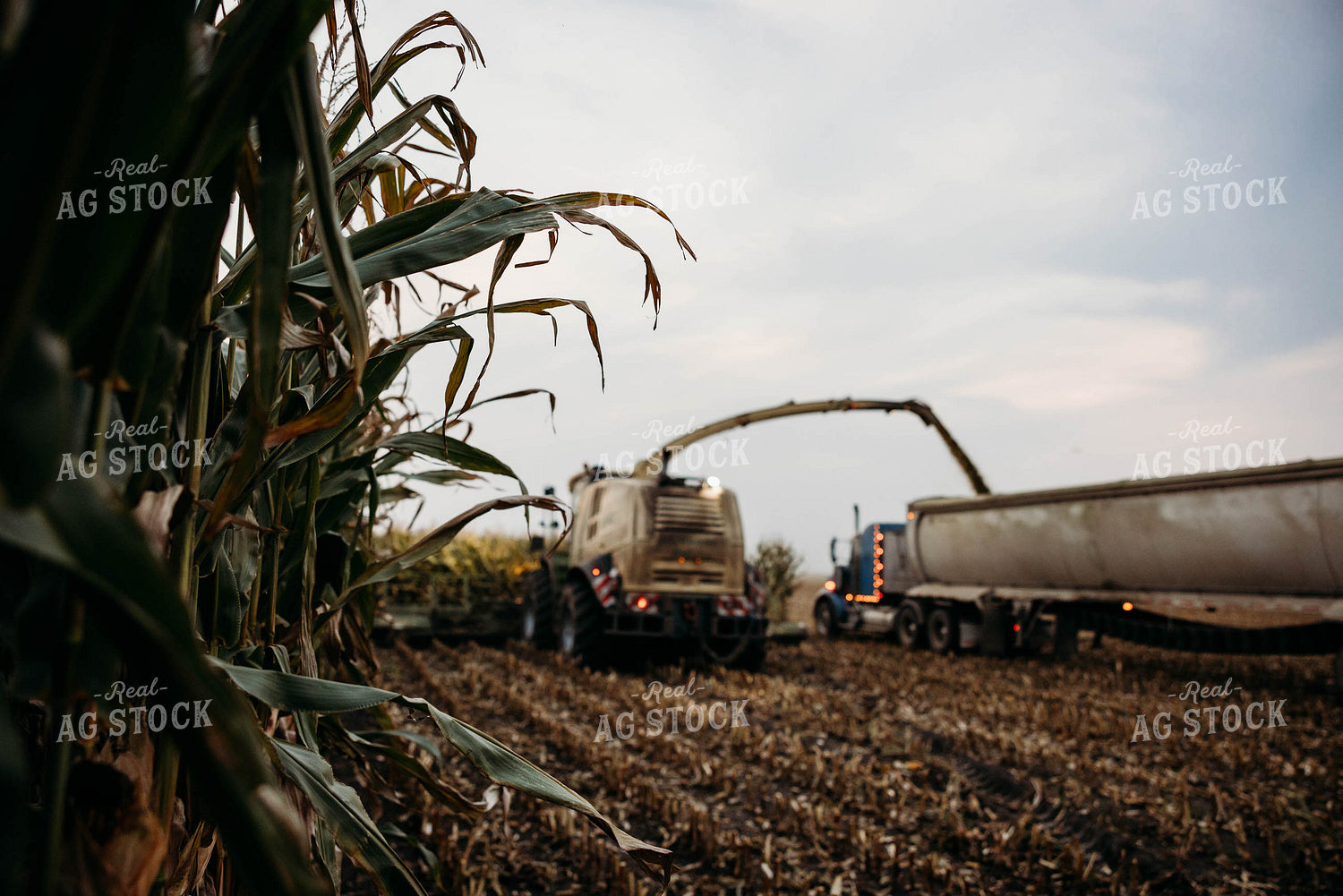 Chopping Corn Silage 152032