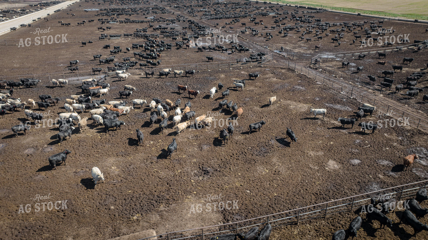 Cattle Feedlot Drone 56449