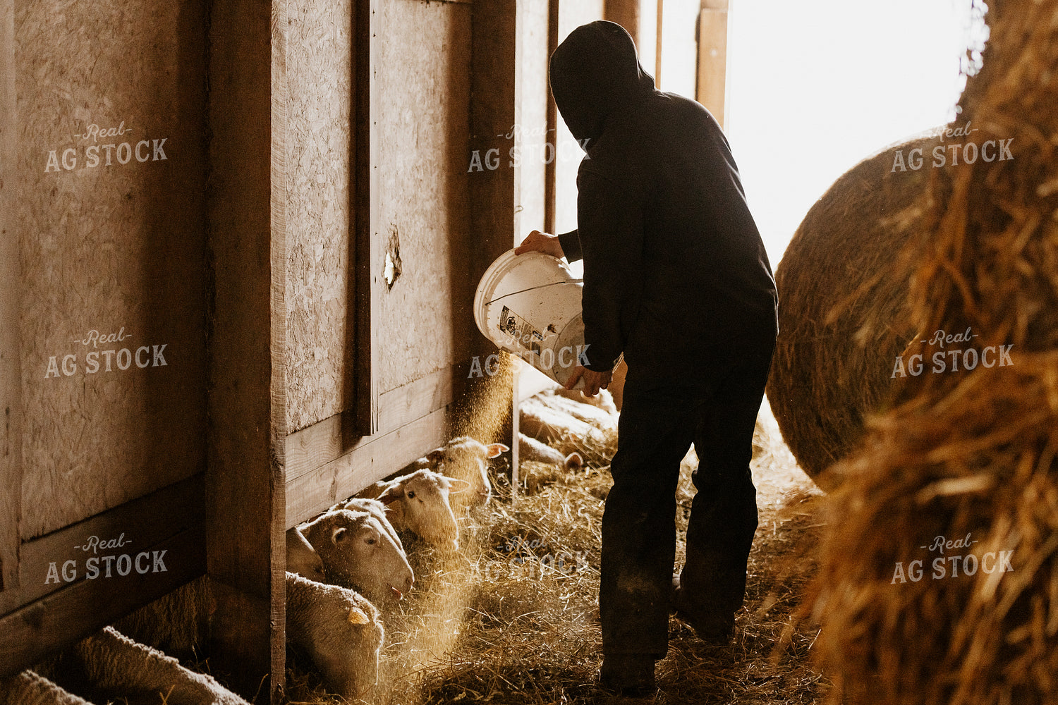 Farmer Pouring Feed for Sheep 68130