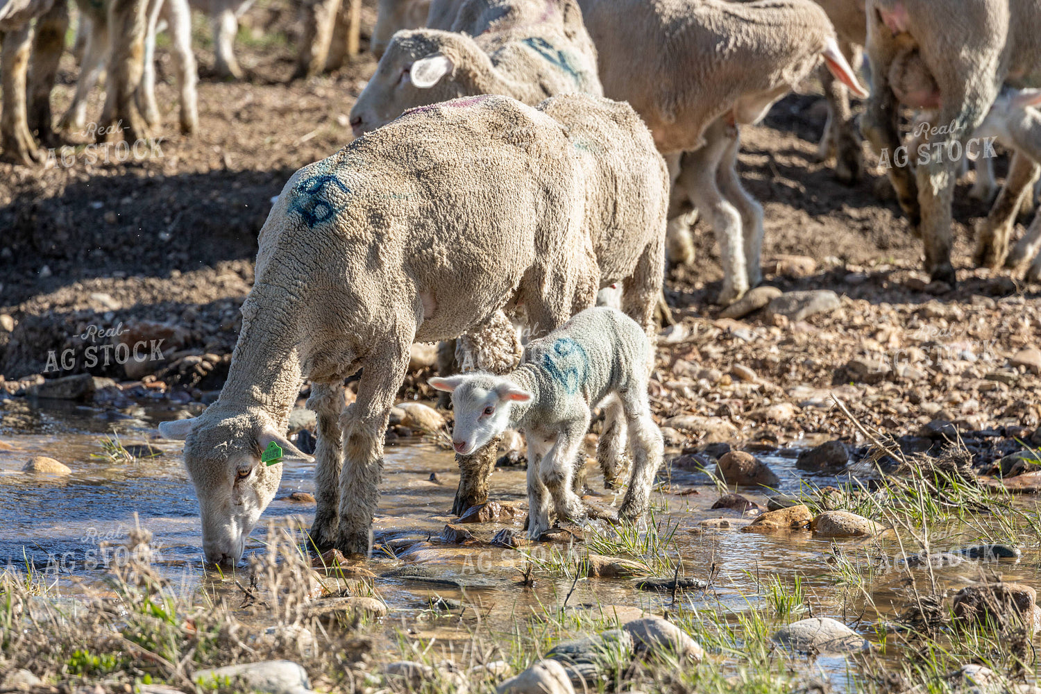 Sheep Crossing Stream 261048