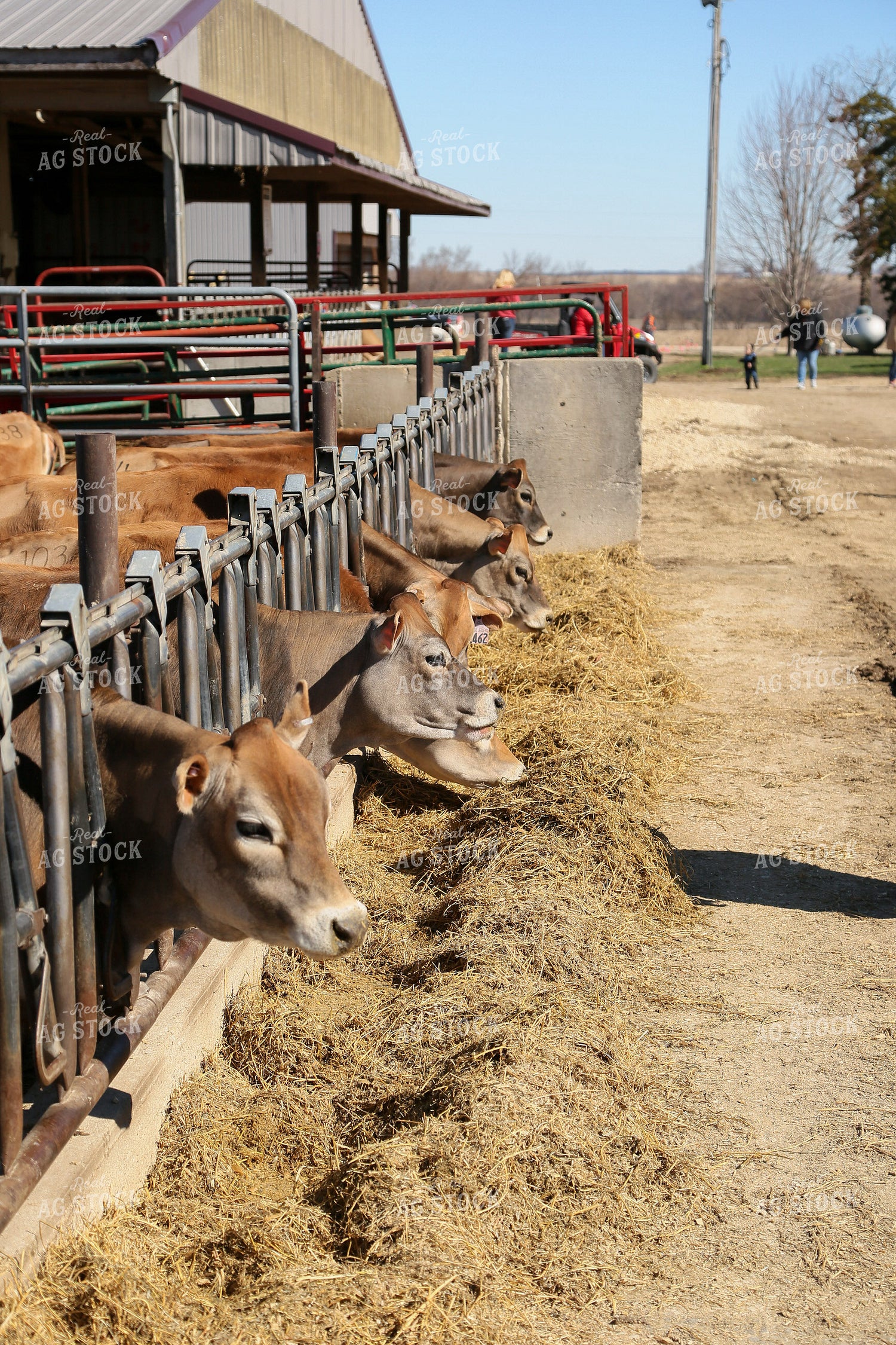 Brown Swiss 161082