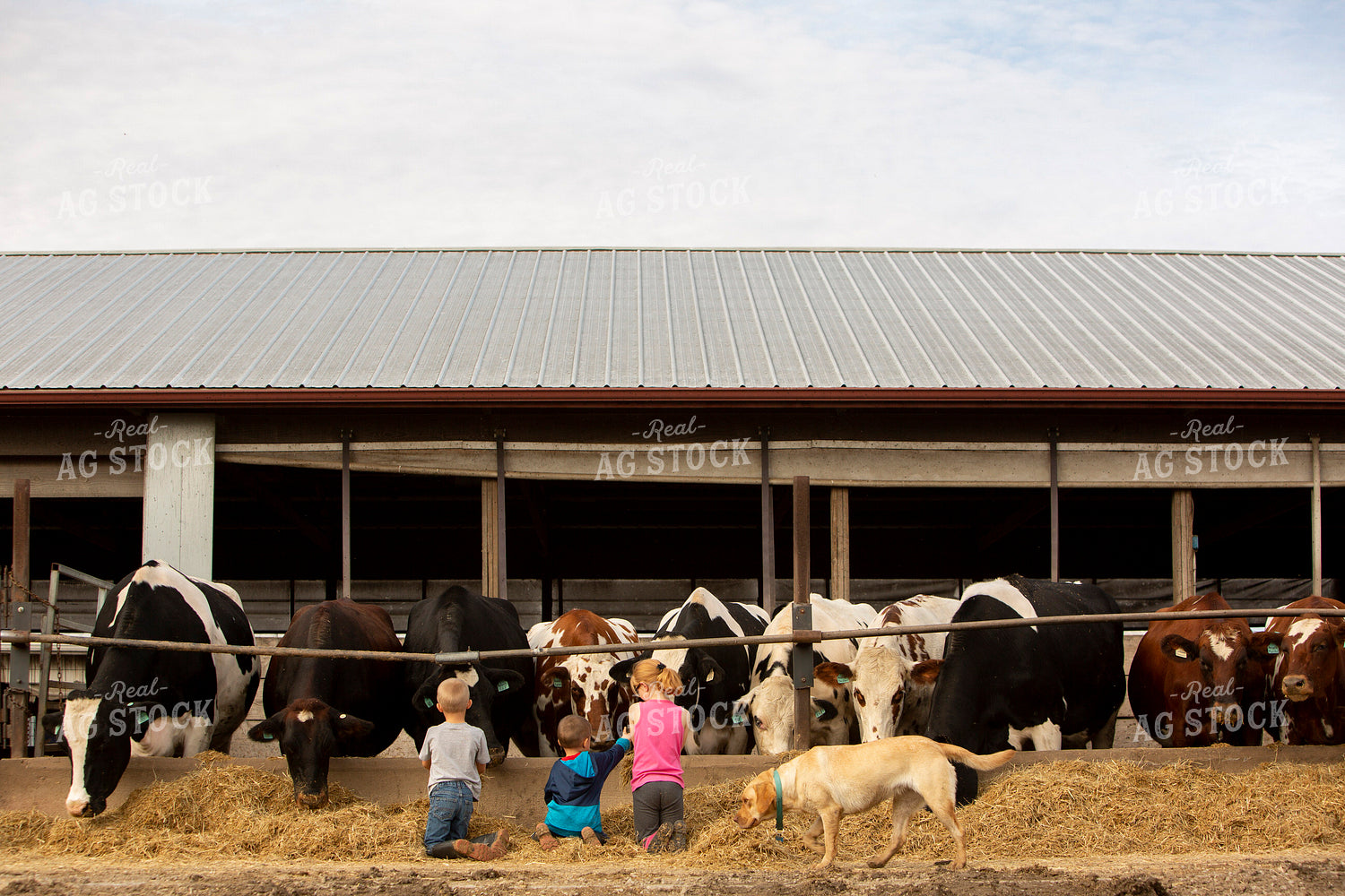 Dairy 2733
