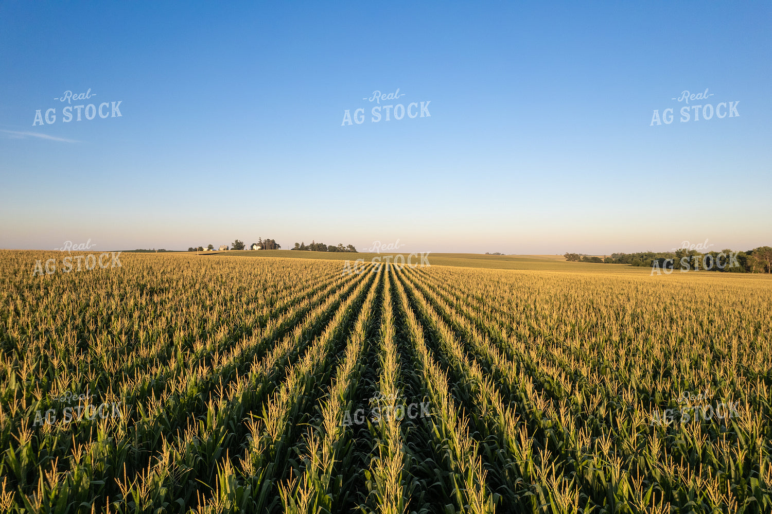 Rows of Corn 92022
