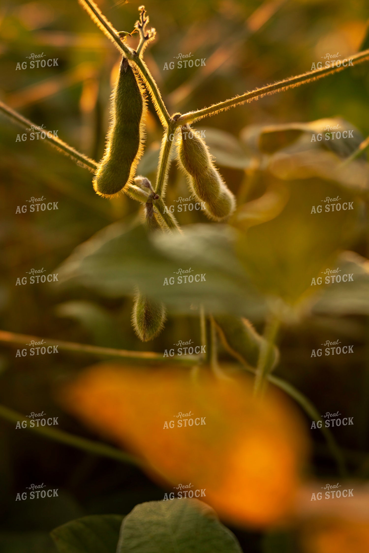 Soybeans - Mid-Season 2390