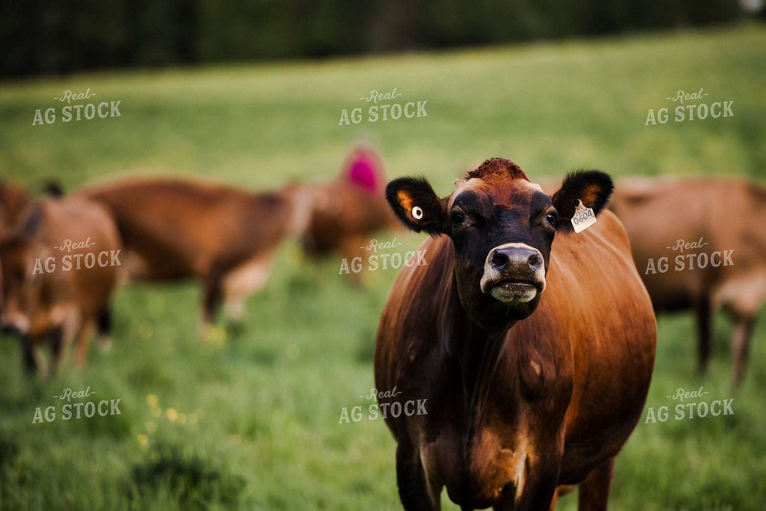 Brown Swiss Cattle 195032